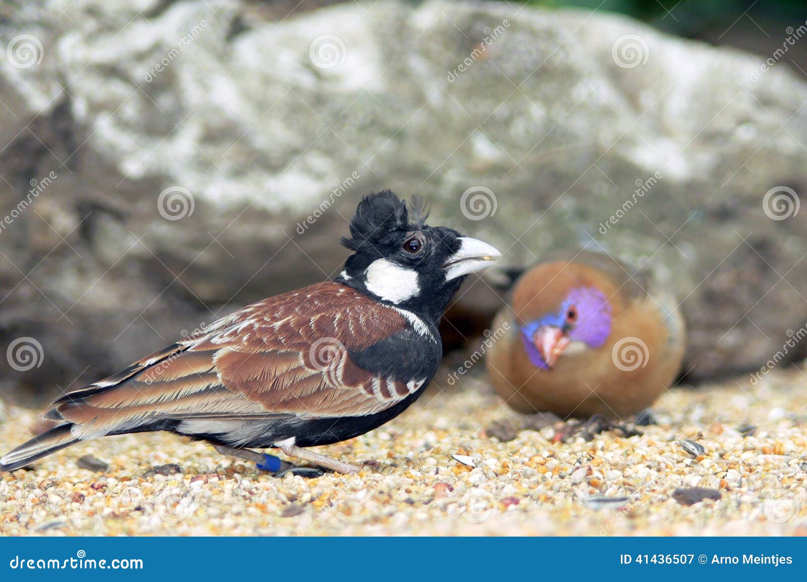 Chestnut-backed Sparrow-Lark (Eremopterix leucotis) in South Africa