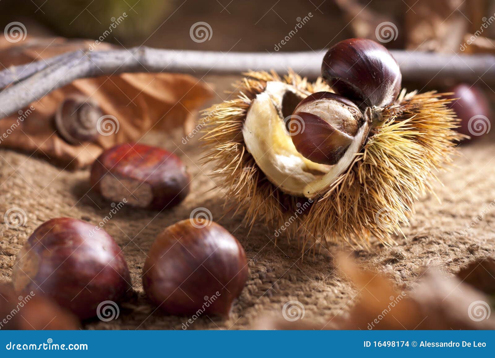 chestnut with bur