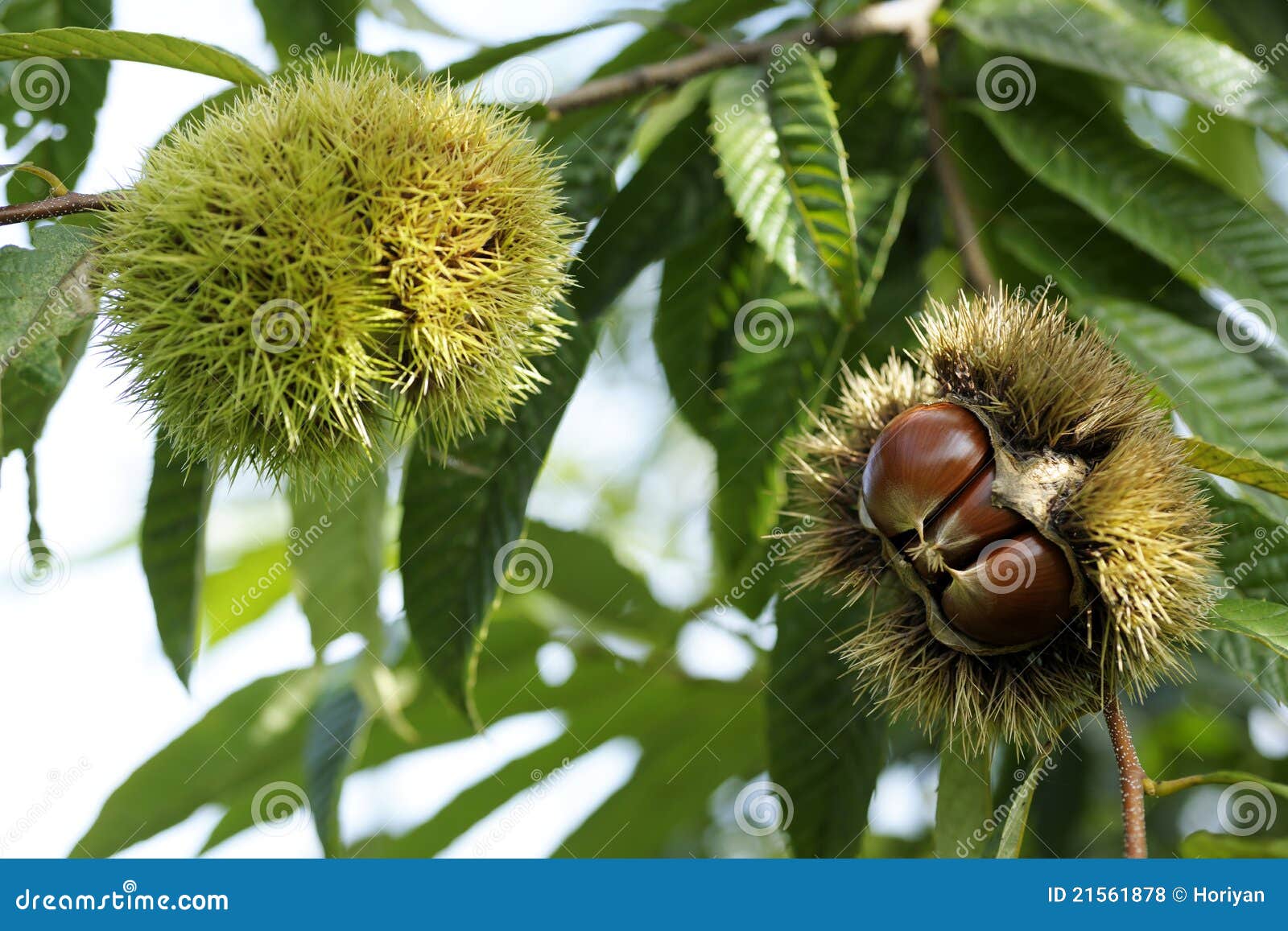 chestnut with bur