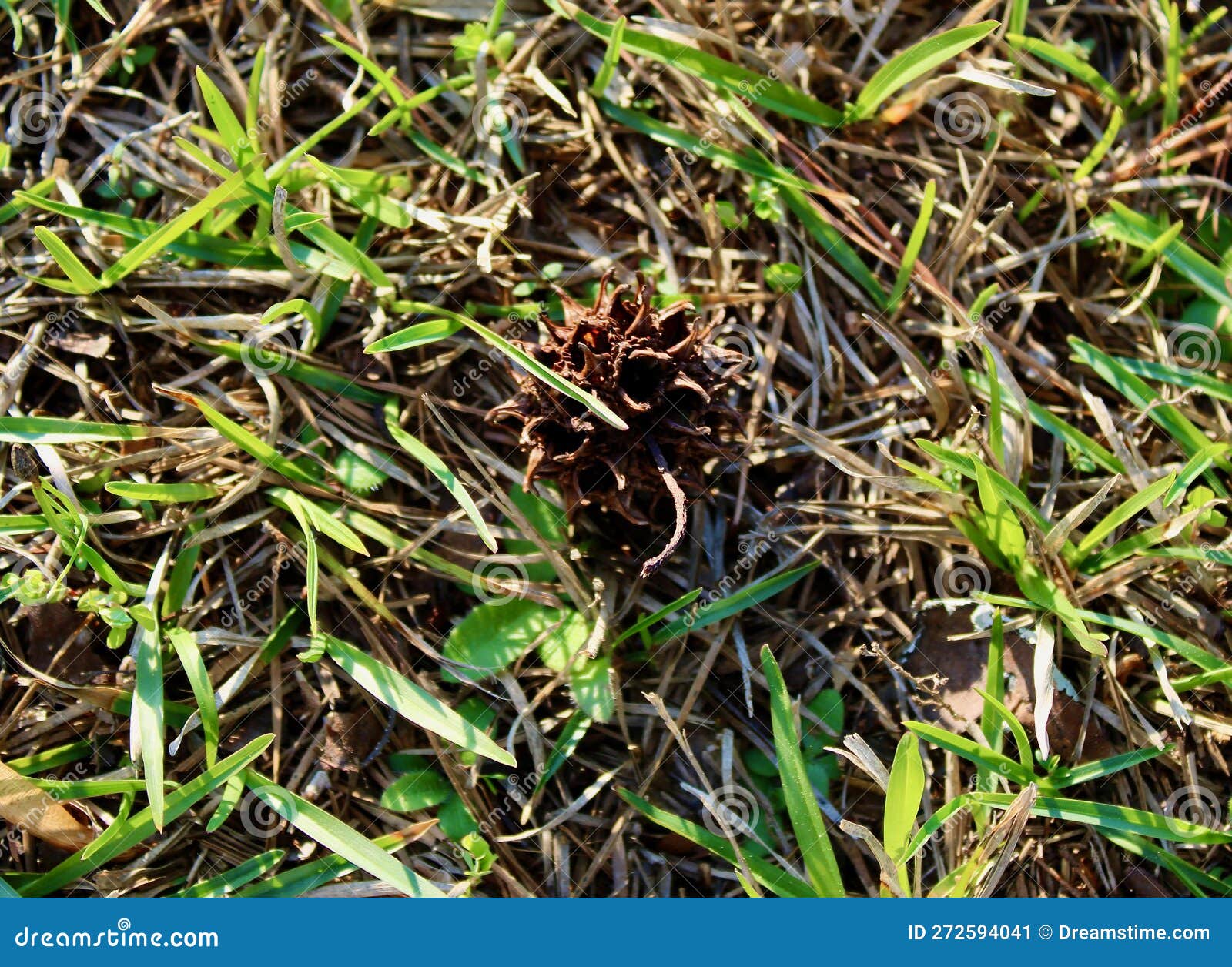 Chestnut Shell Hiding in the Spring Grass Stock Image Image of