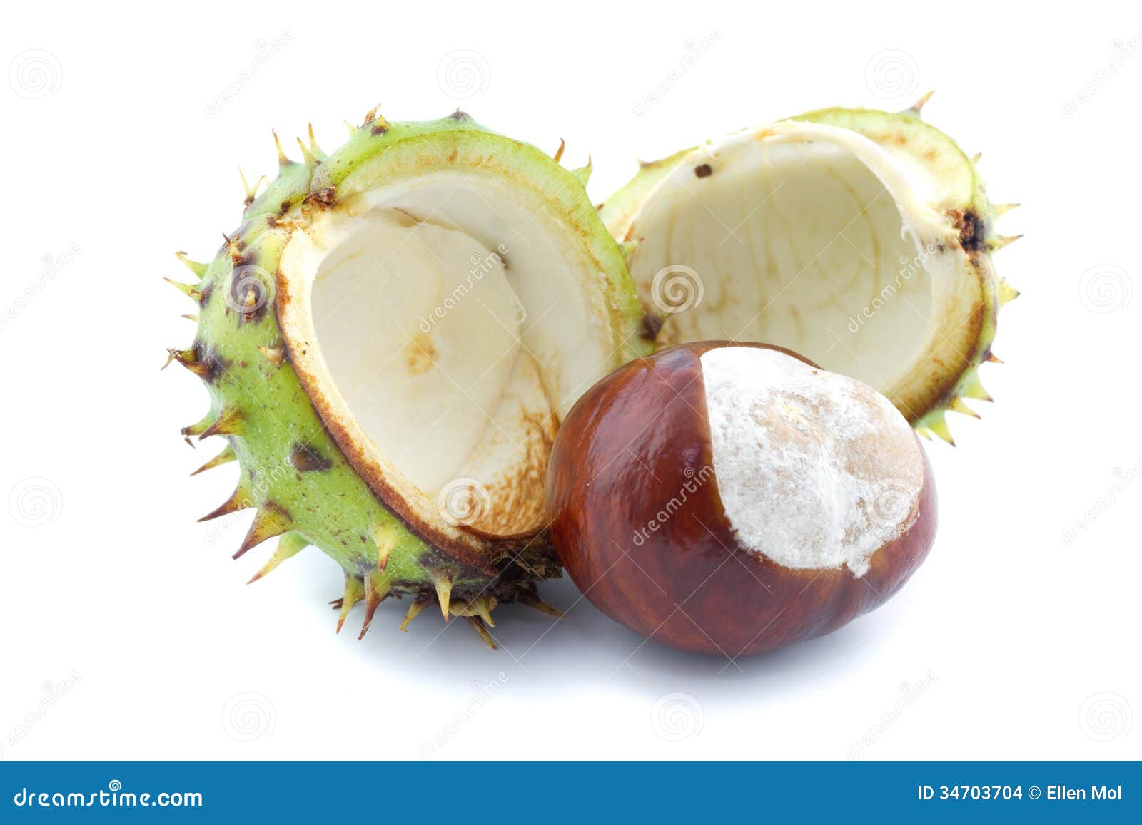chestnut and chestnut burr