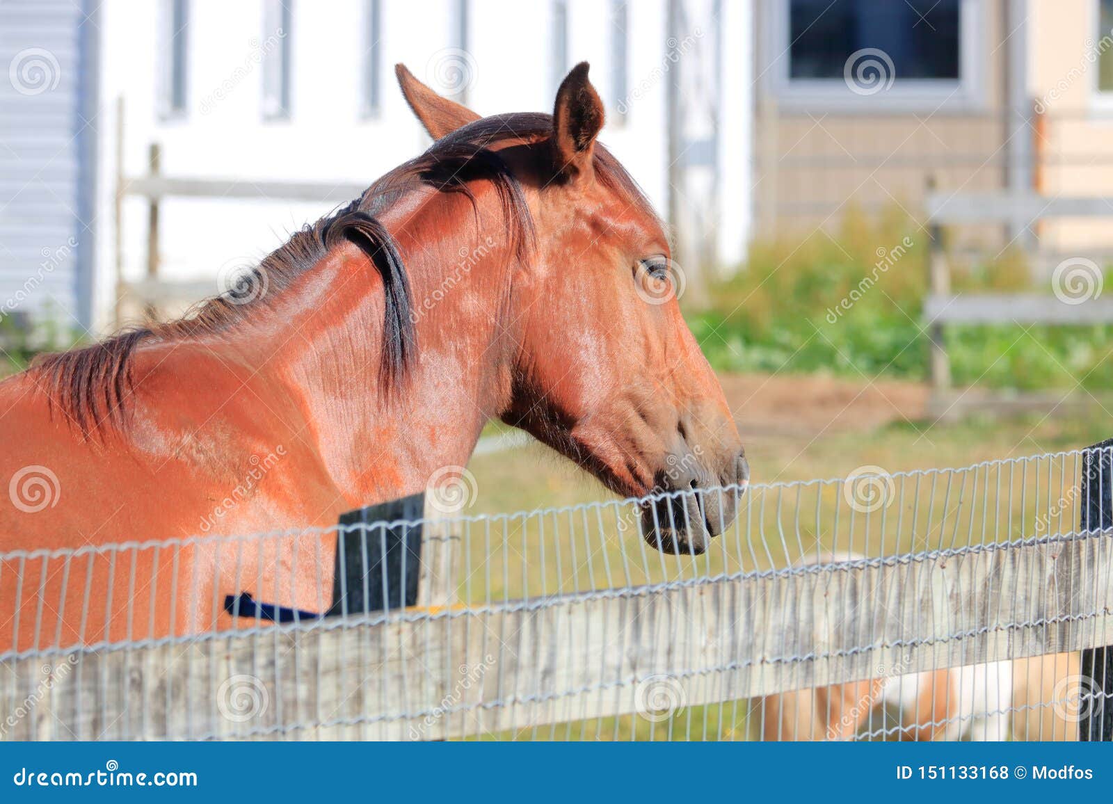 991 Hackney Horse Photos Free Royalty Free Stock Photos From Dreamstime