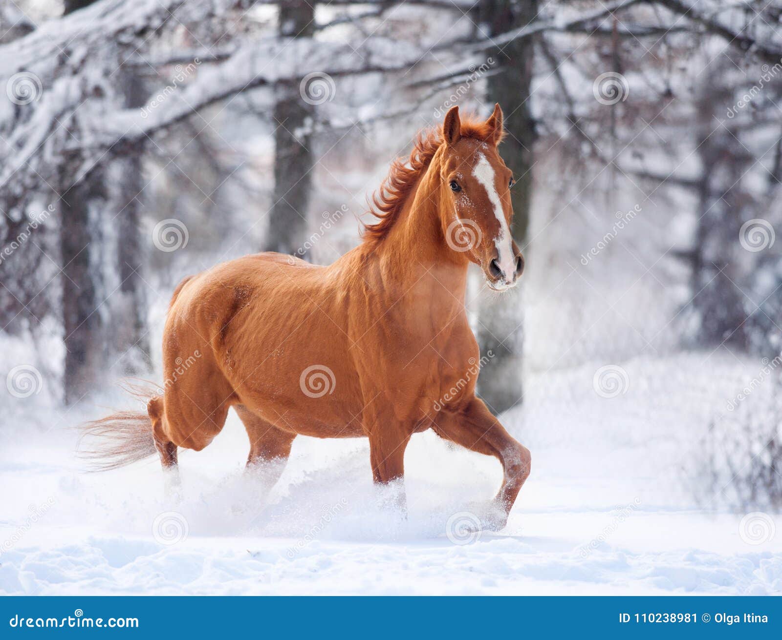 horse running in snow