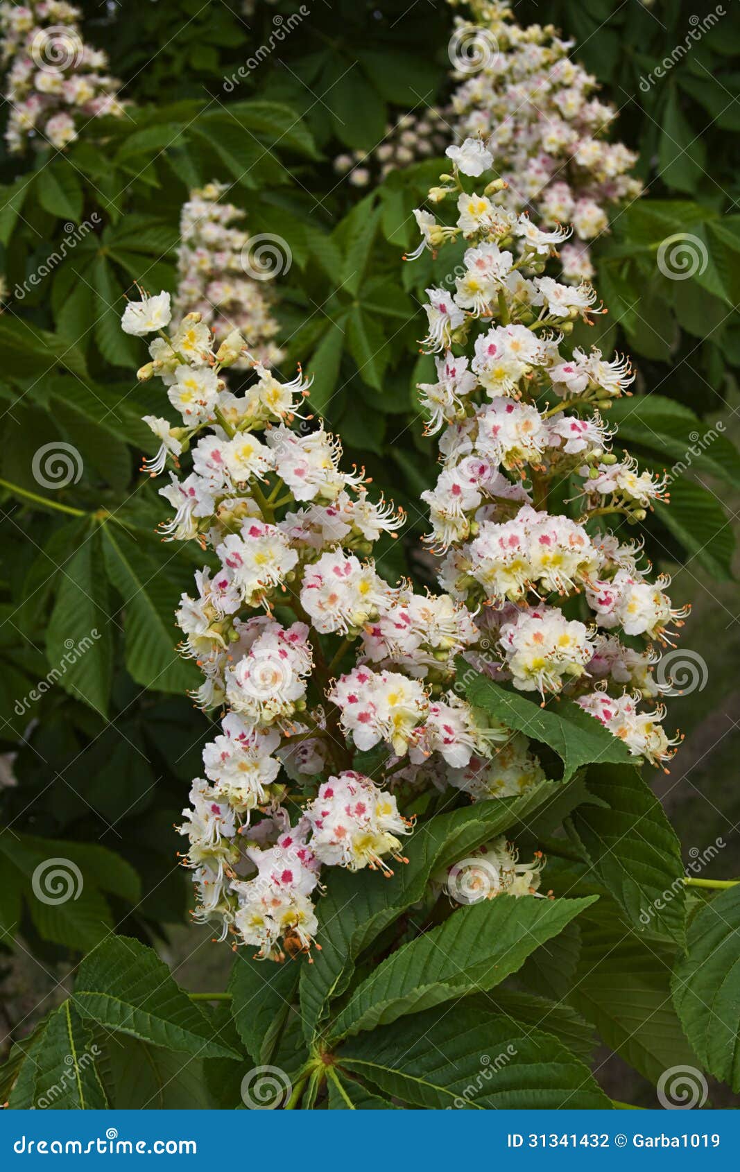 Chestnut flowers stock photo. Image of chestnut, nature 31341432