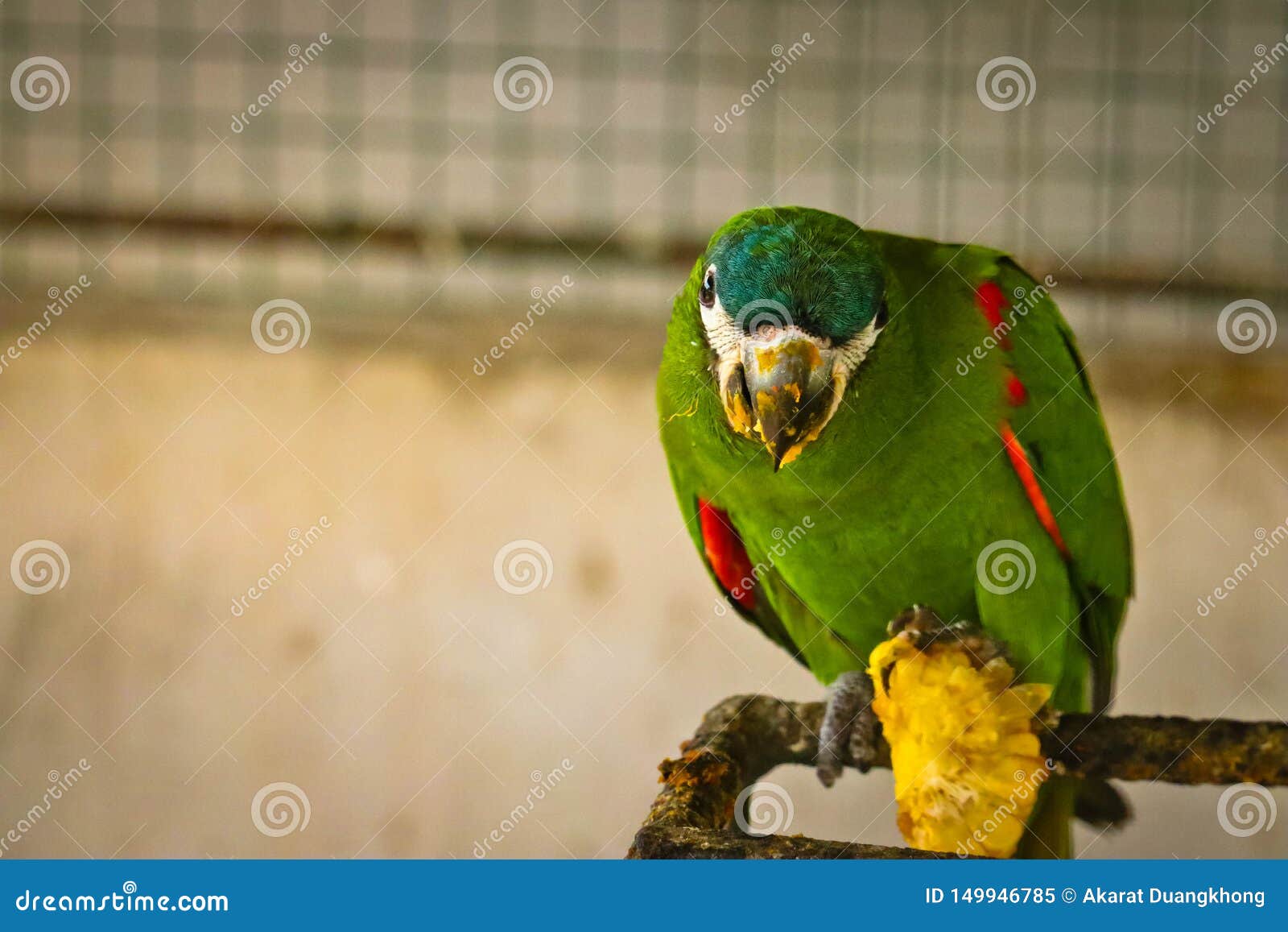 chestnut fronted macaw is eating