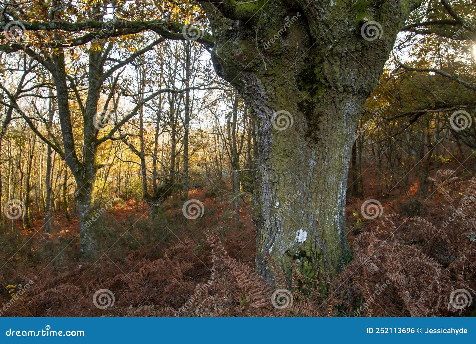 Chestnut grove in autumn stock photo. Image of nature - 252113696, image size:1600x1157