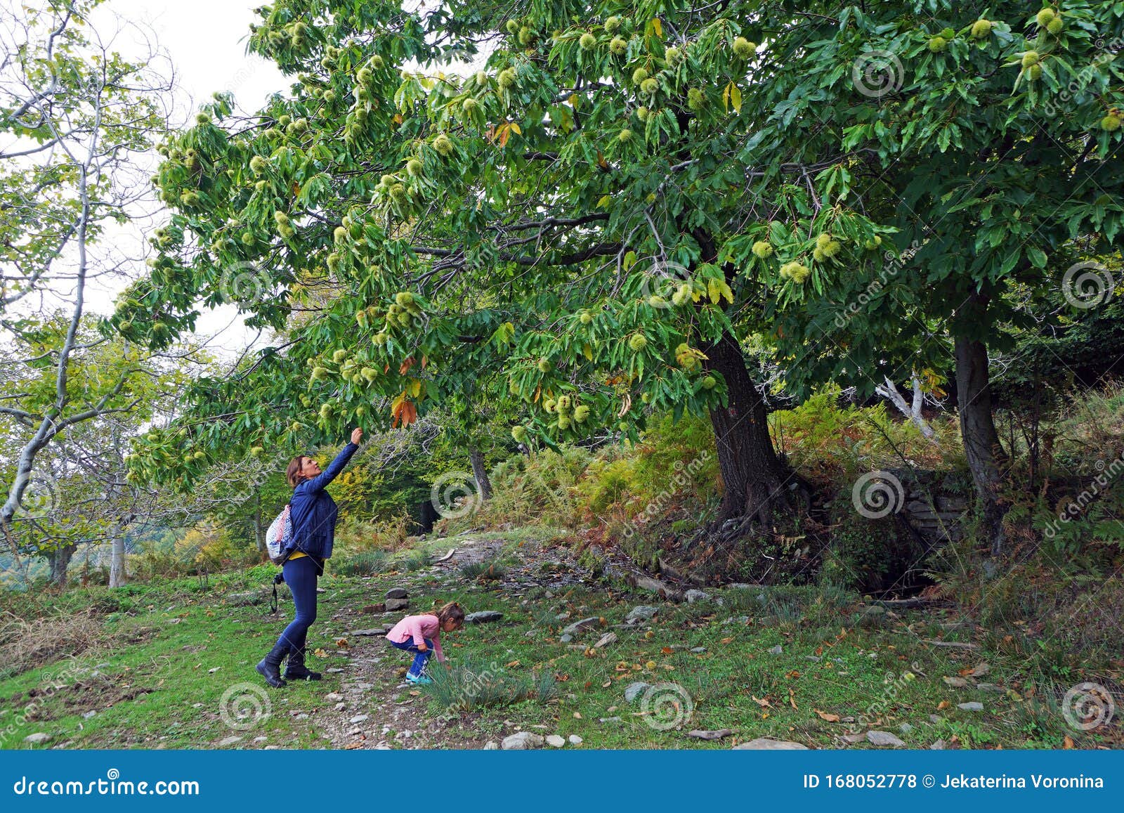 chestnut harvest in the pelion woods, a mountain in the south-eastern part of thessaly