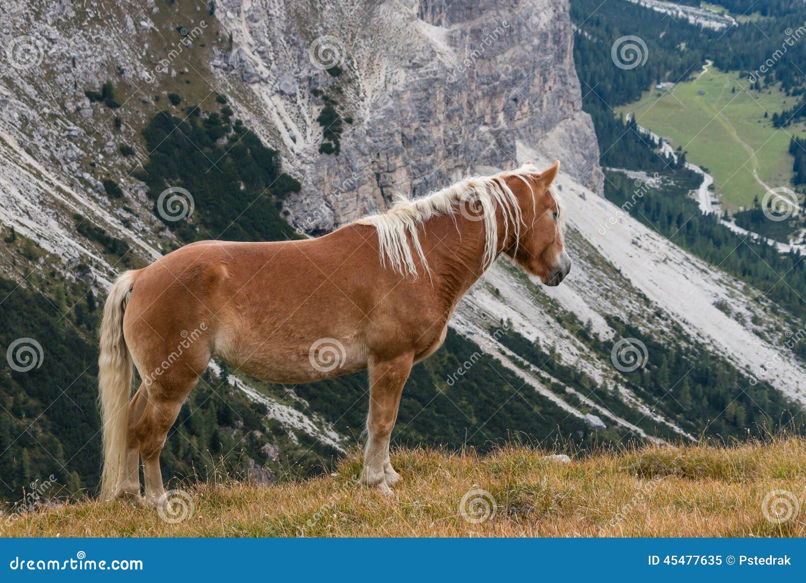 Chestnut Horse Above Valley Stock Image Image of brown, valley 45477635