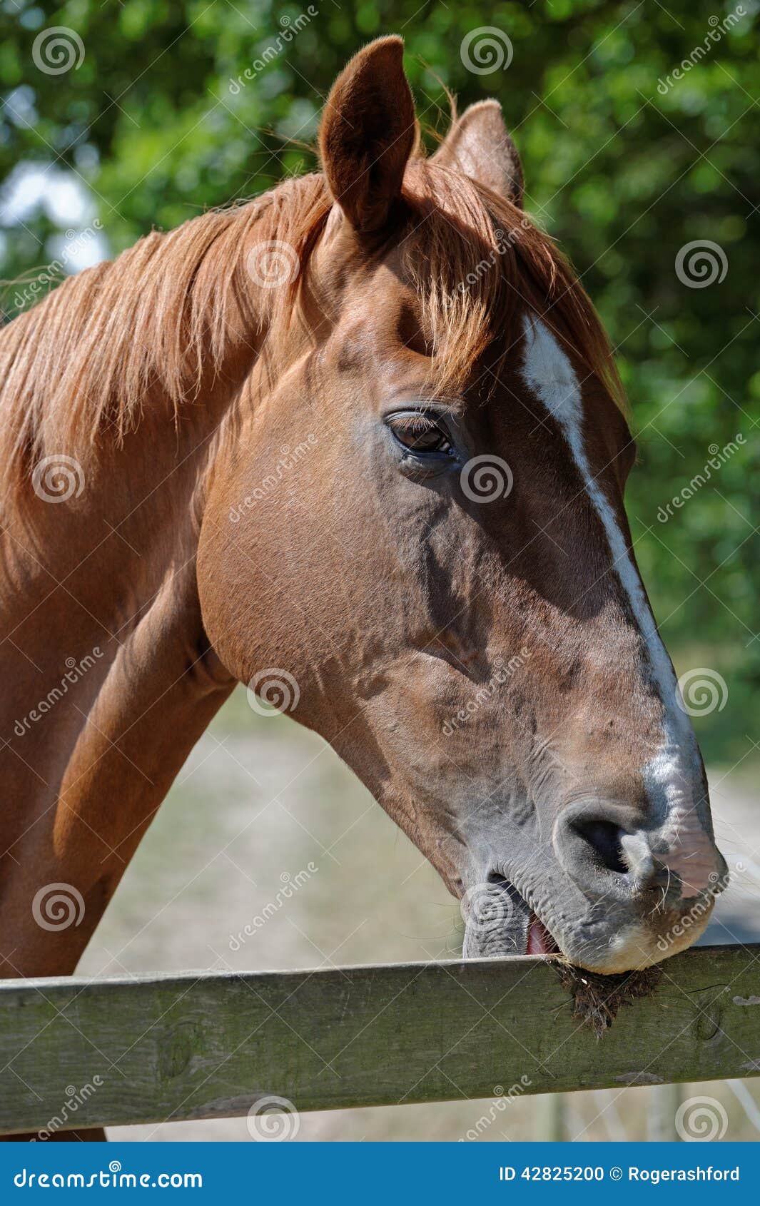 Chestnut Horse Biting a Paddock Fence Stock Photo Image of mammal