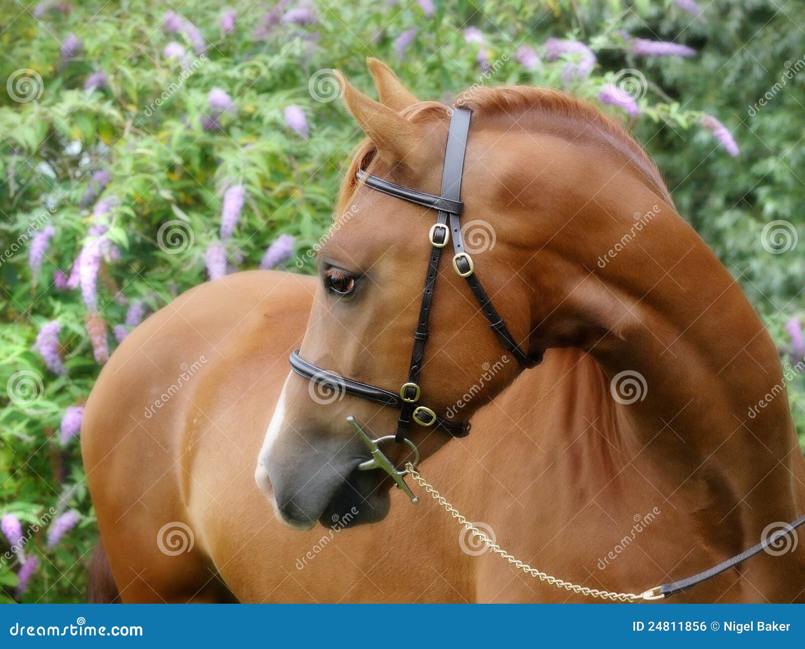 Old Horse Bridle Hanging On The Wall Stock Photography CartoonDealer