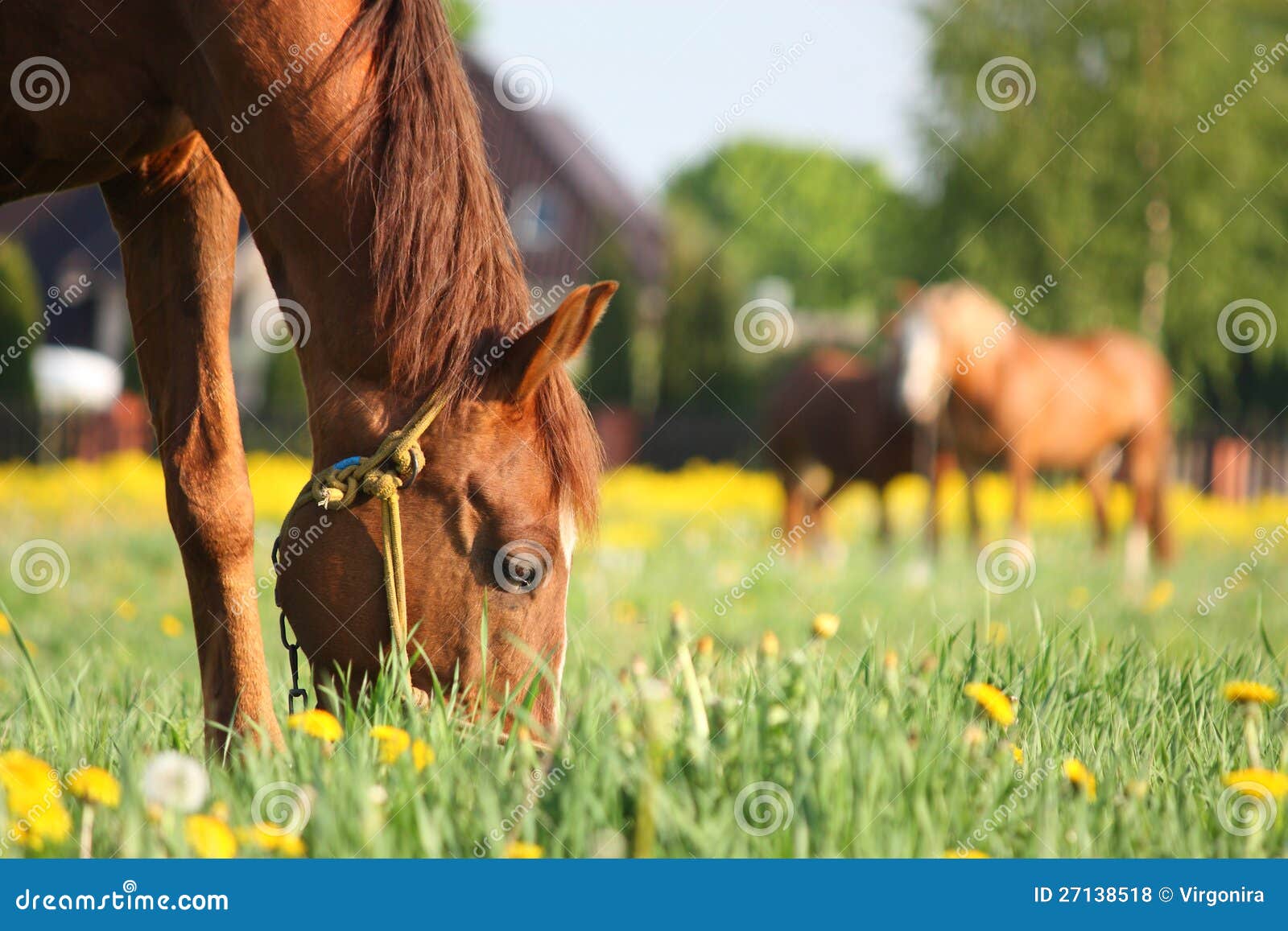 Chestnut Horse Eating Grass at the Field Stock Photo Image of animal