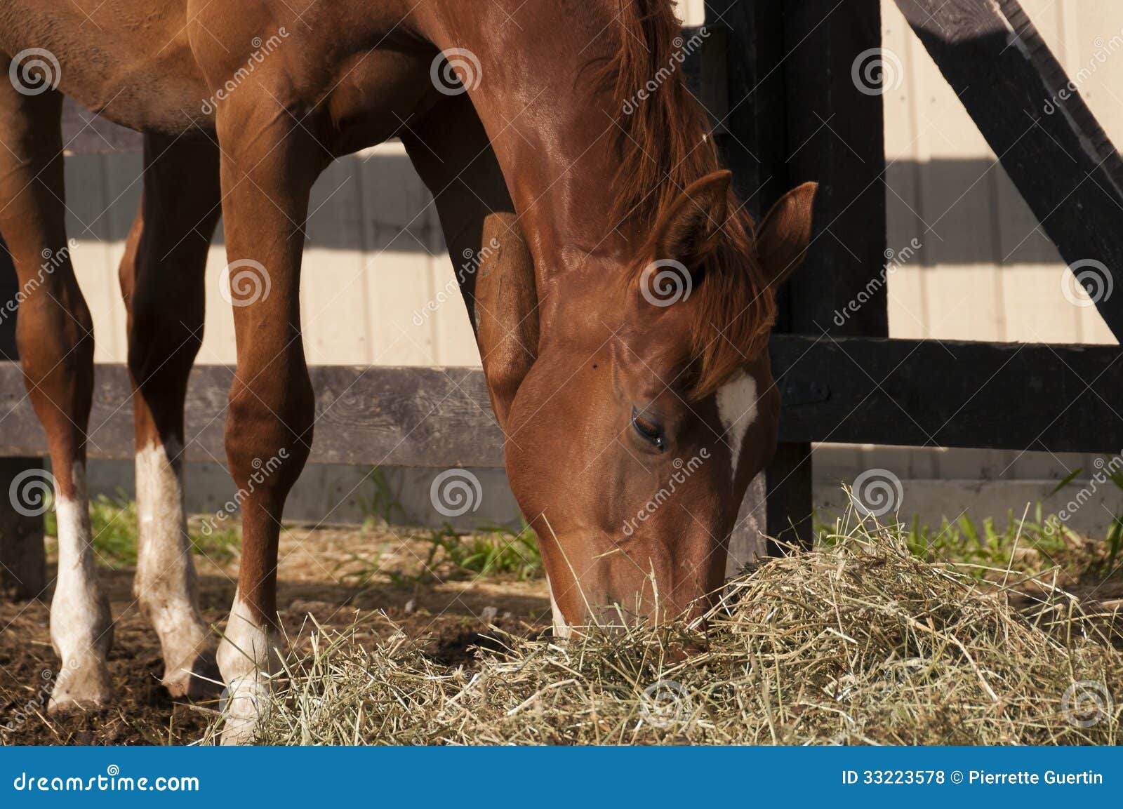 Chestnut horse eating stock photo. Image of rider, closeup 33223578