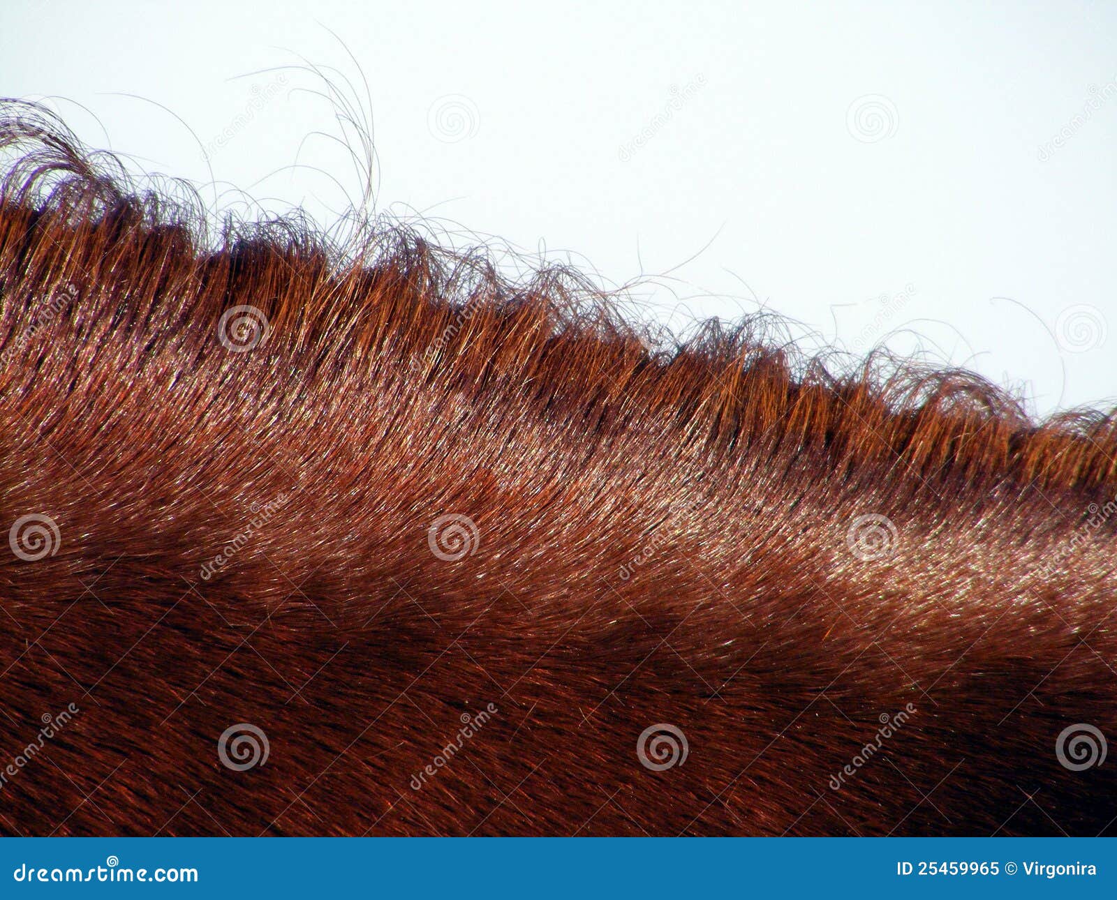 Chestnut horse mane stock image. Image of tail, stallion 25459965
