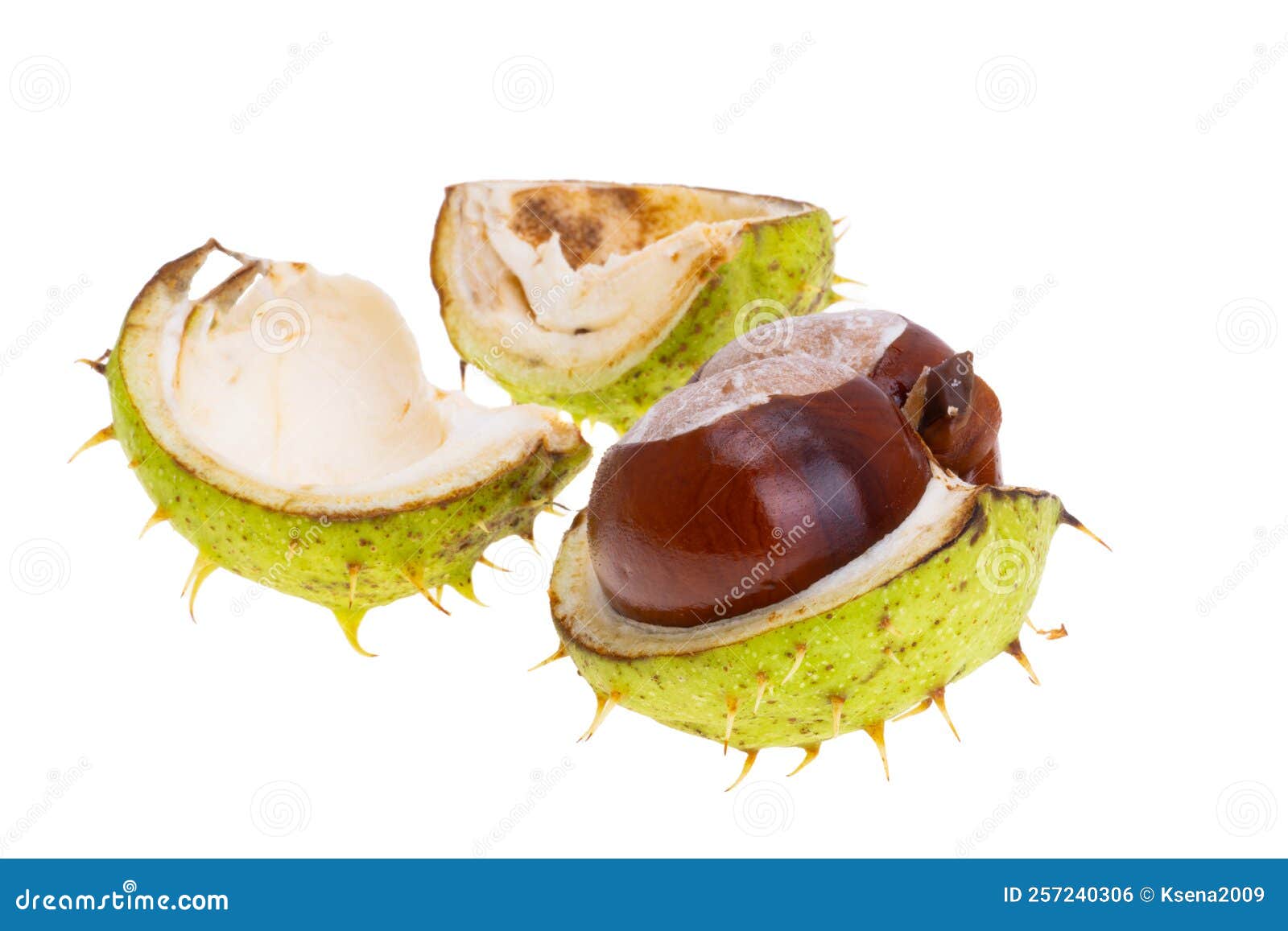 Spanish chestnut isolated stock photo. Image of snack 257240306