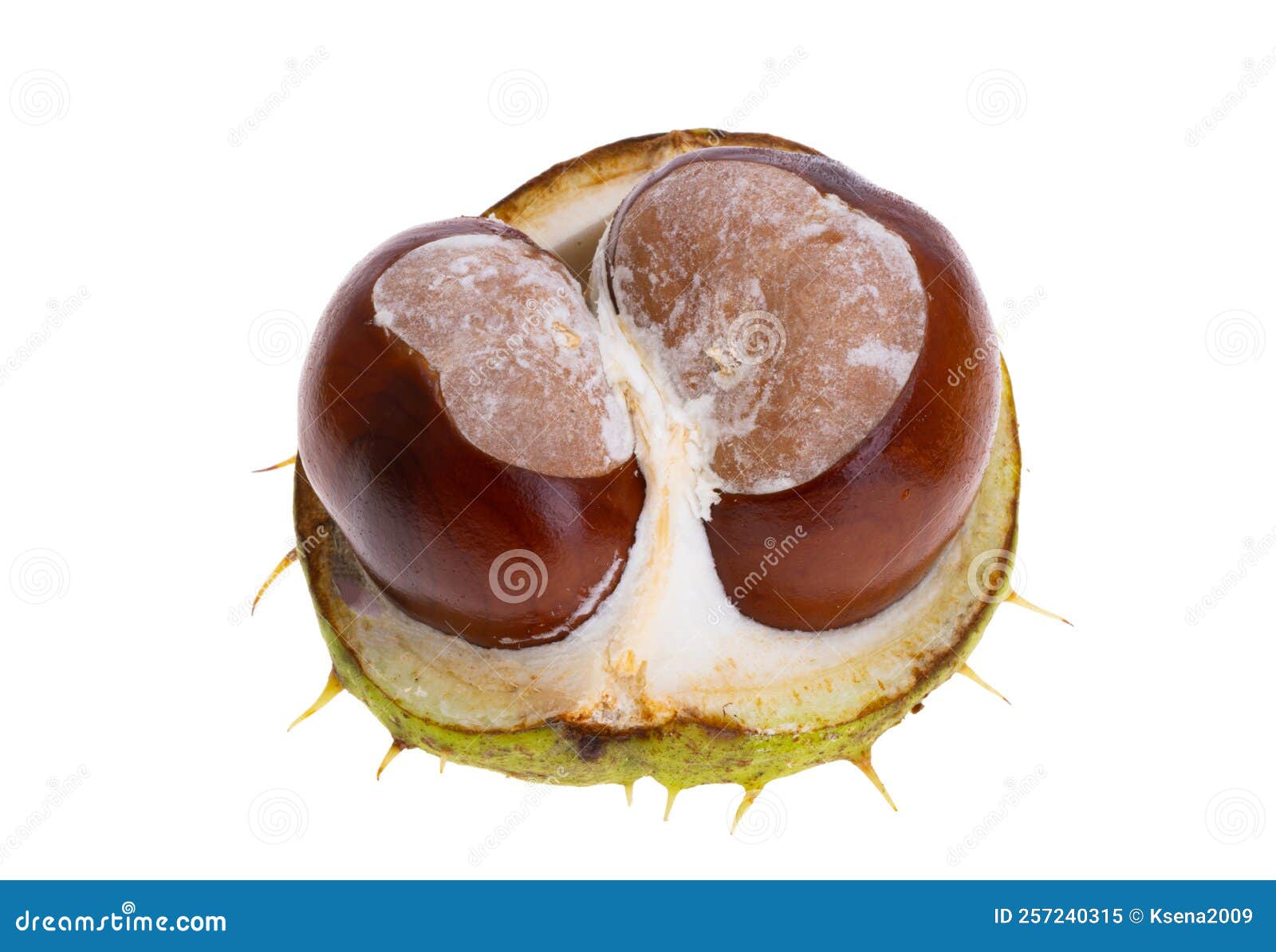 Spanish chestnut isolated stock image. Image of autumn 257240315