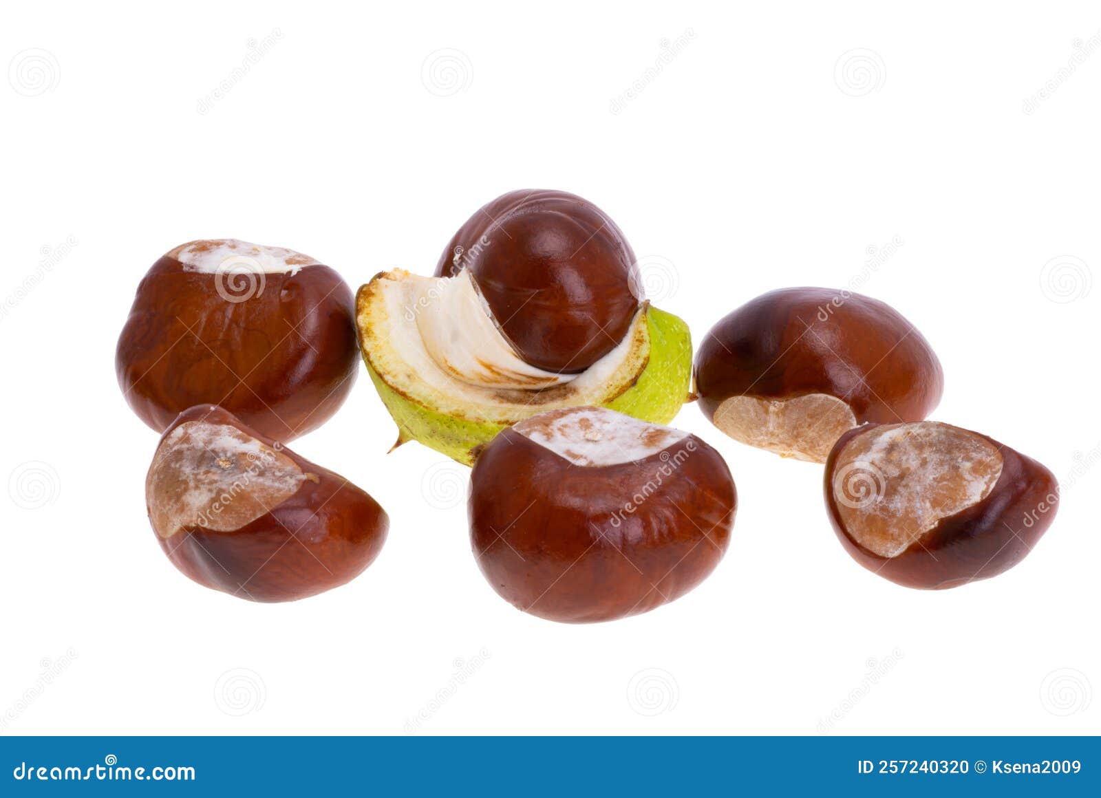 Spanish chestnut isolated stock photo. Image of autumn 257240320