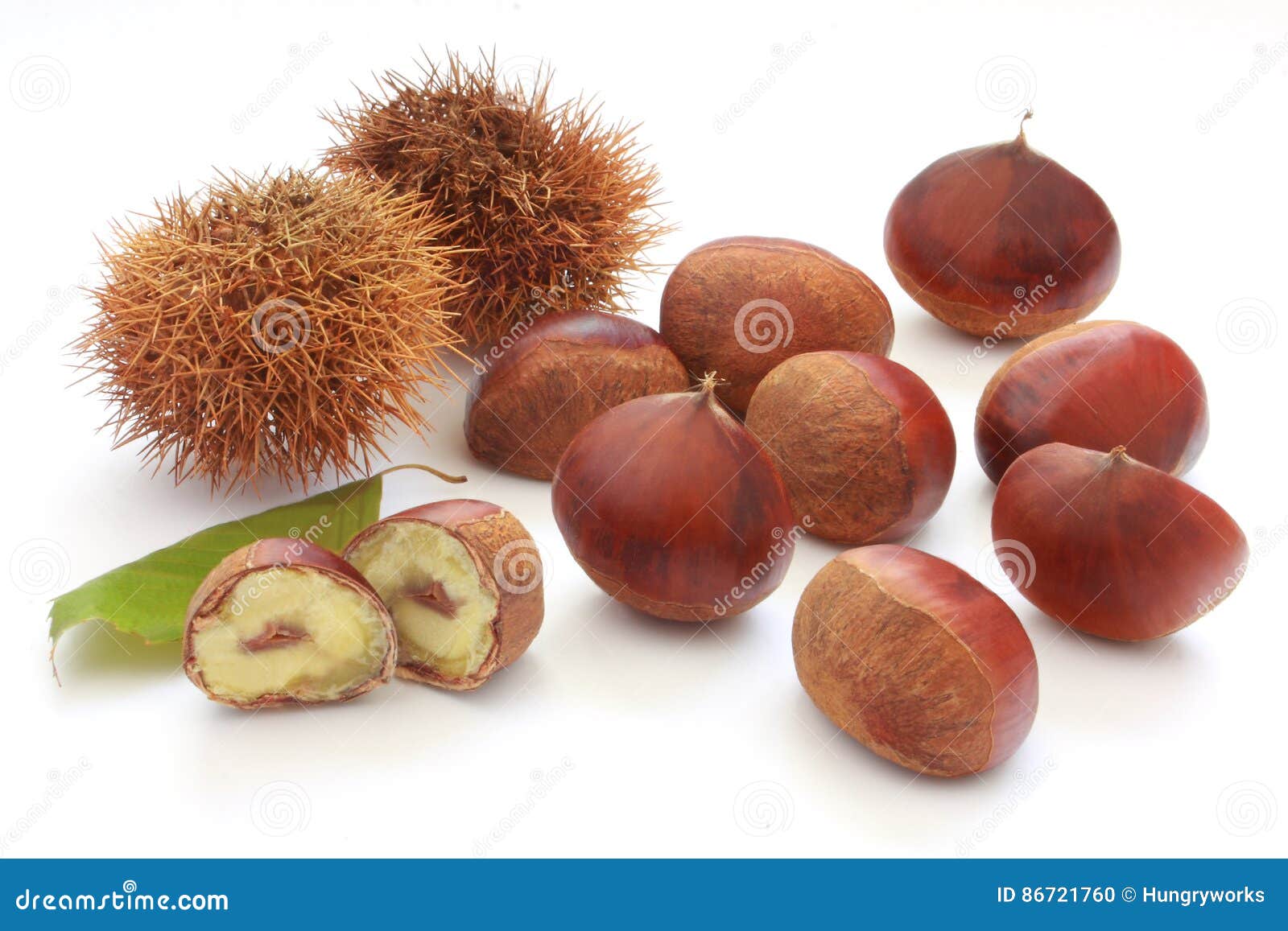 chestnut in its burr and leaf