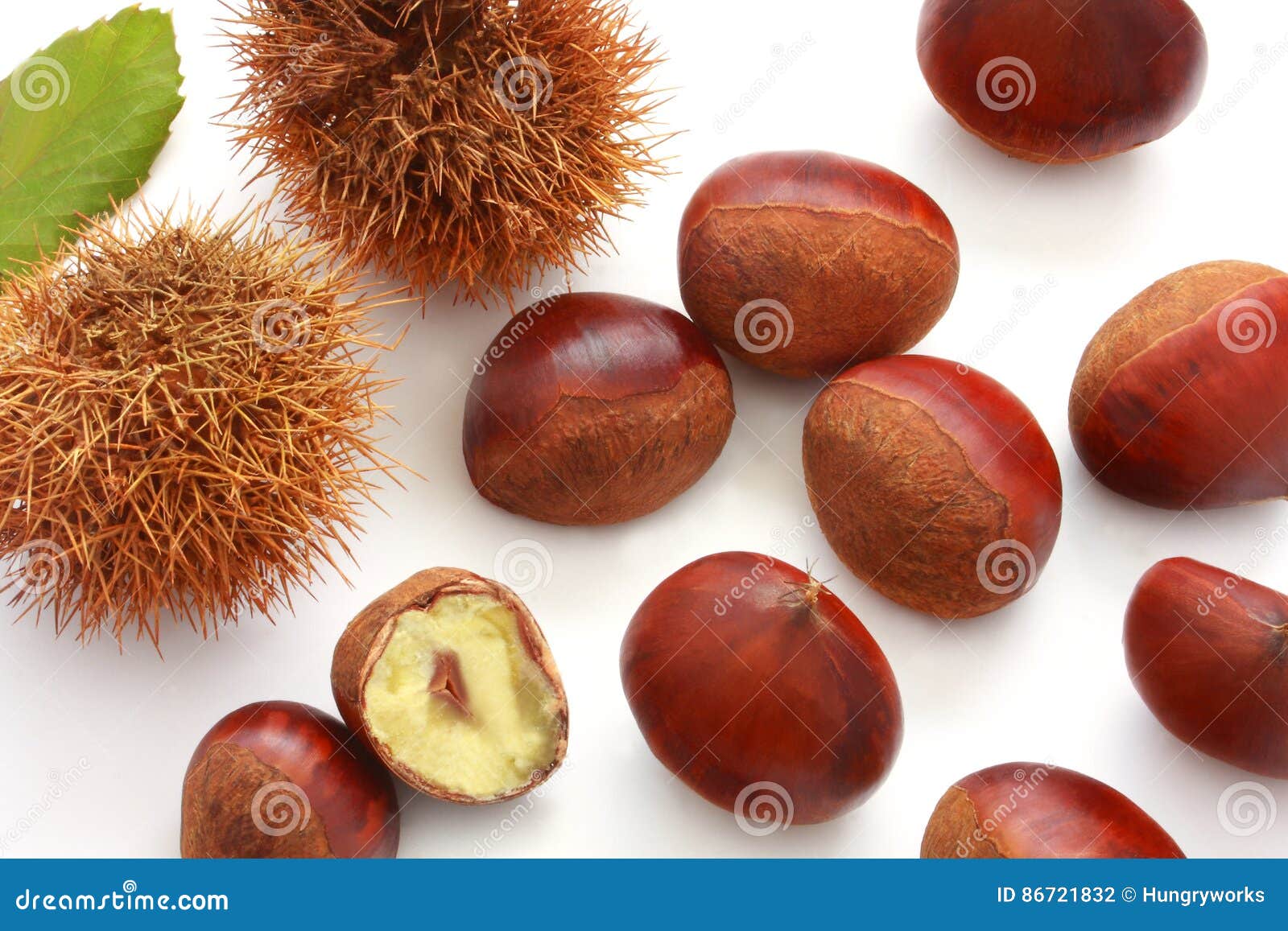 chestnut in its burr and leaf