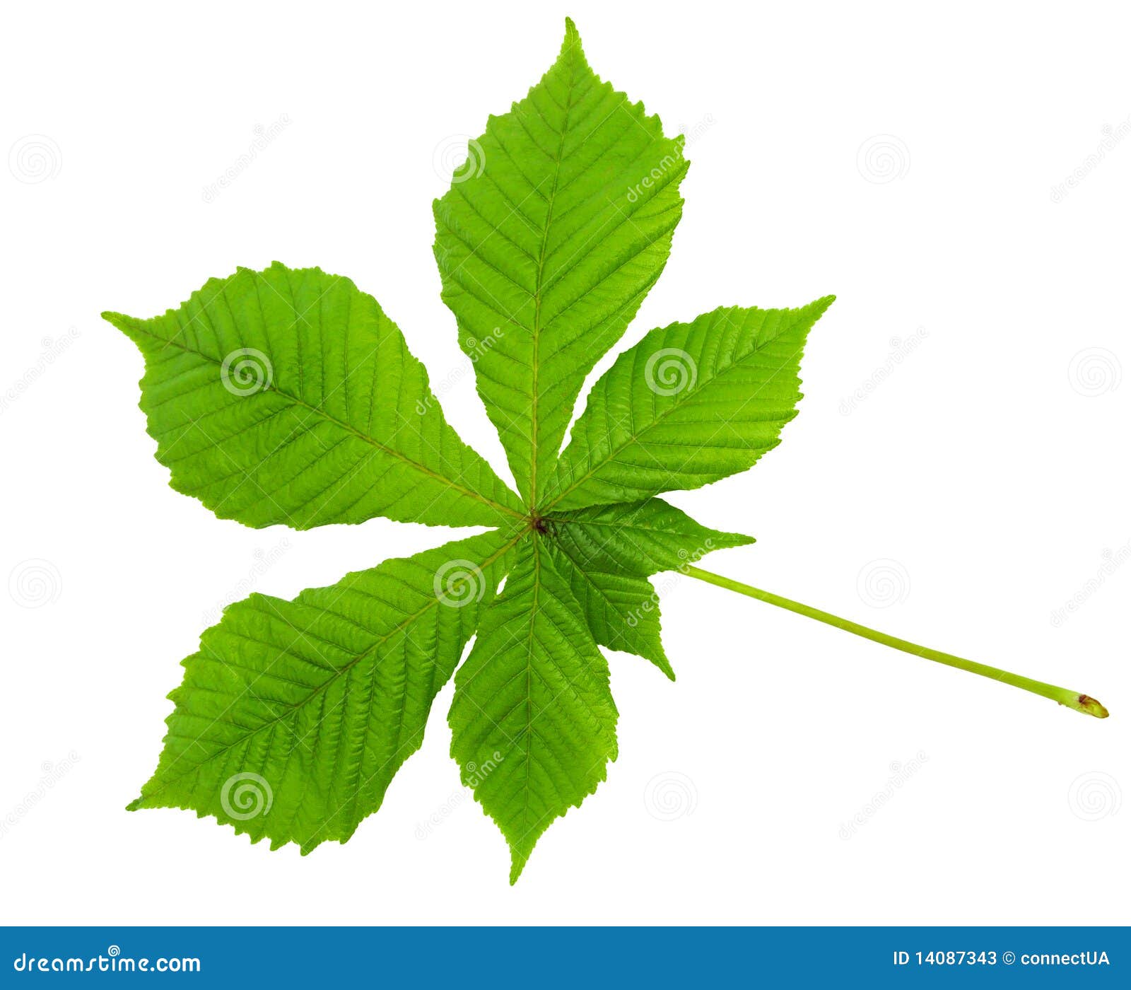 Chestnut leaf stock image. Image of growth, copy, culture - 14087343
