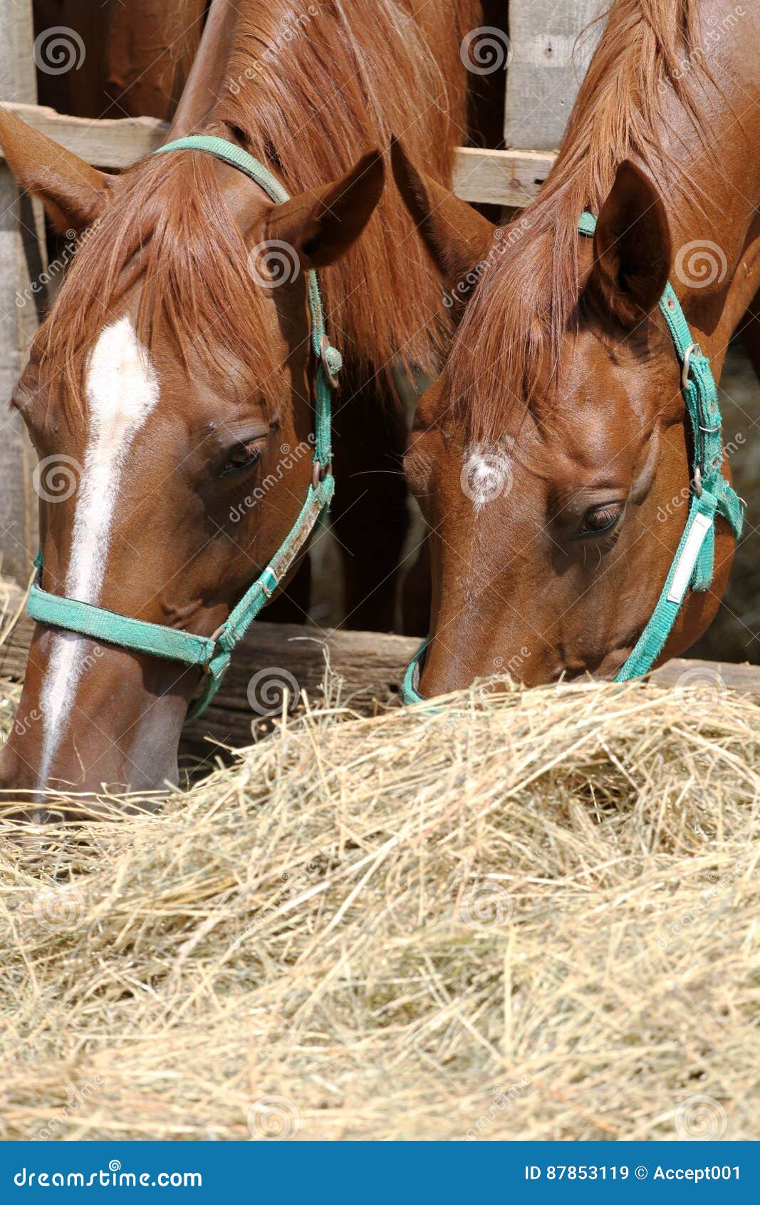 Thorougbred Young Horses Chewing Hay On The Ranch Stock Photo