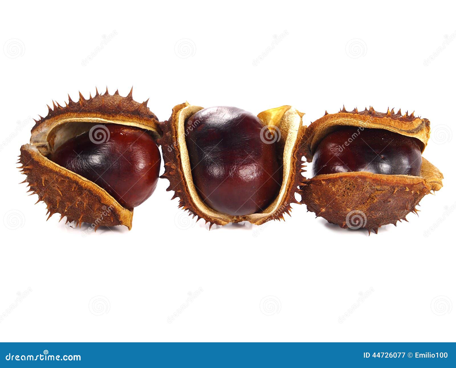 Chestnut pods stock image. Image of leaf, auburn, fresh 44726077