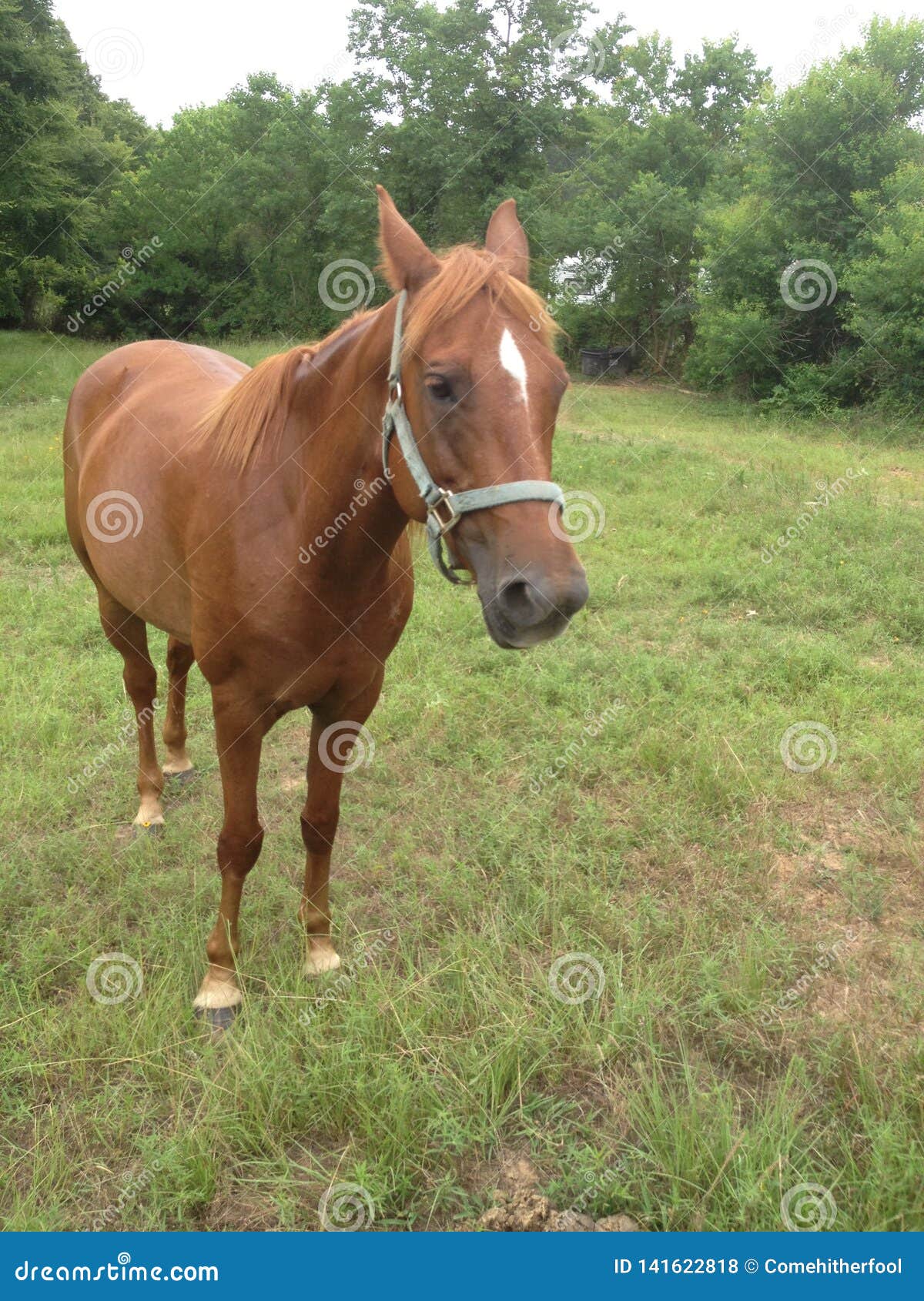 Wild Chesnut Draft Horse Running Stock Photo - Image: 58078002