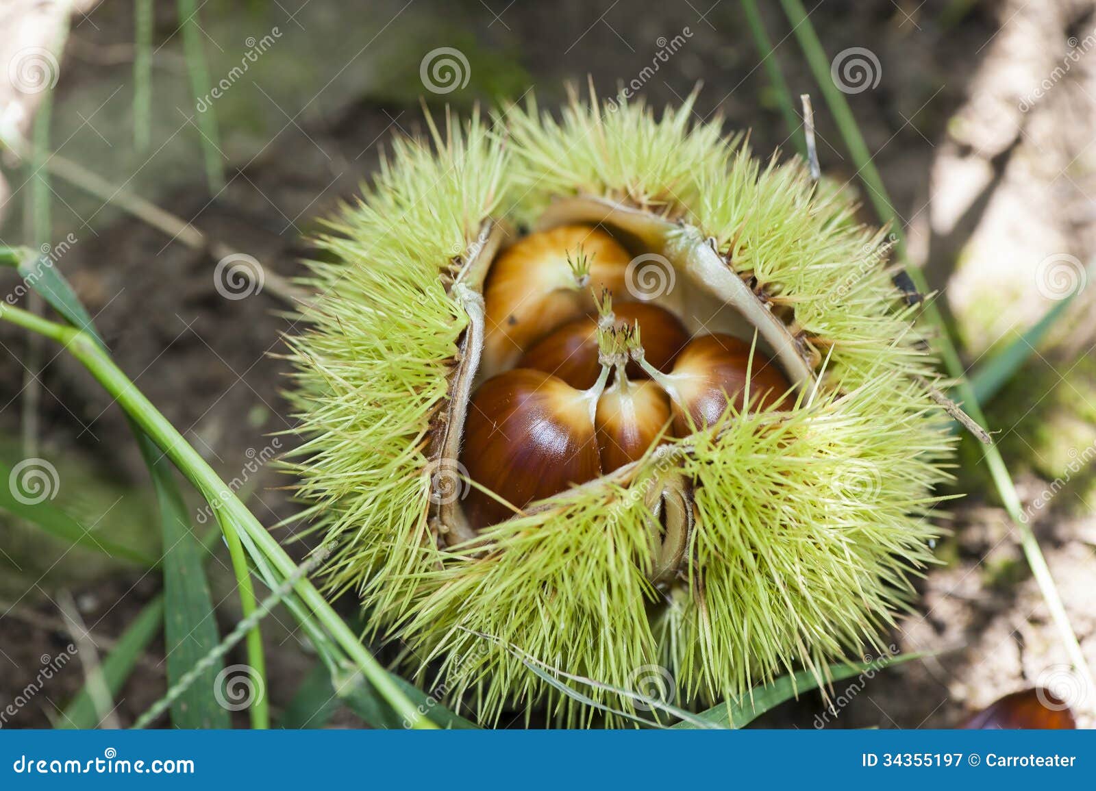 Chestnut Shell
