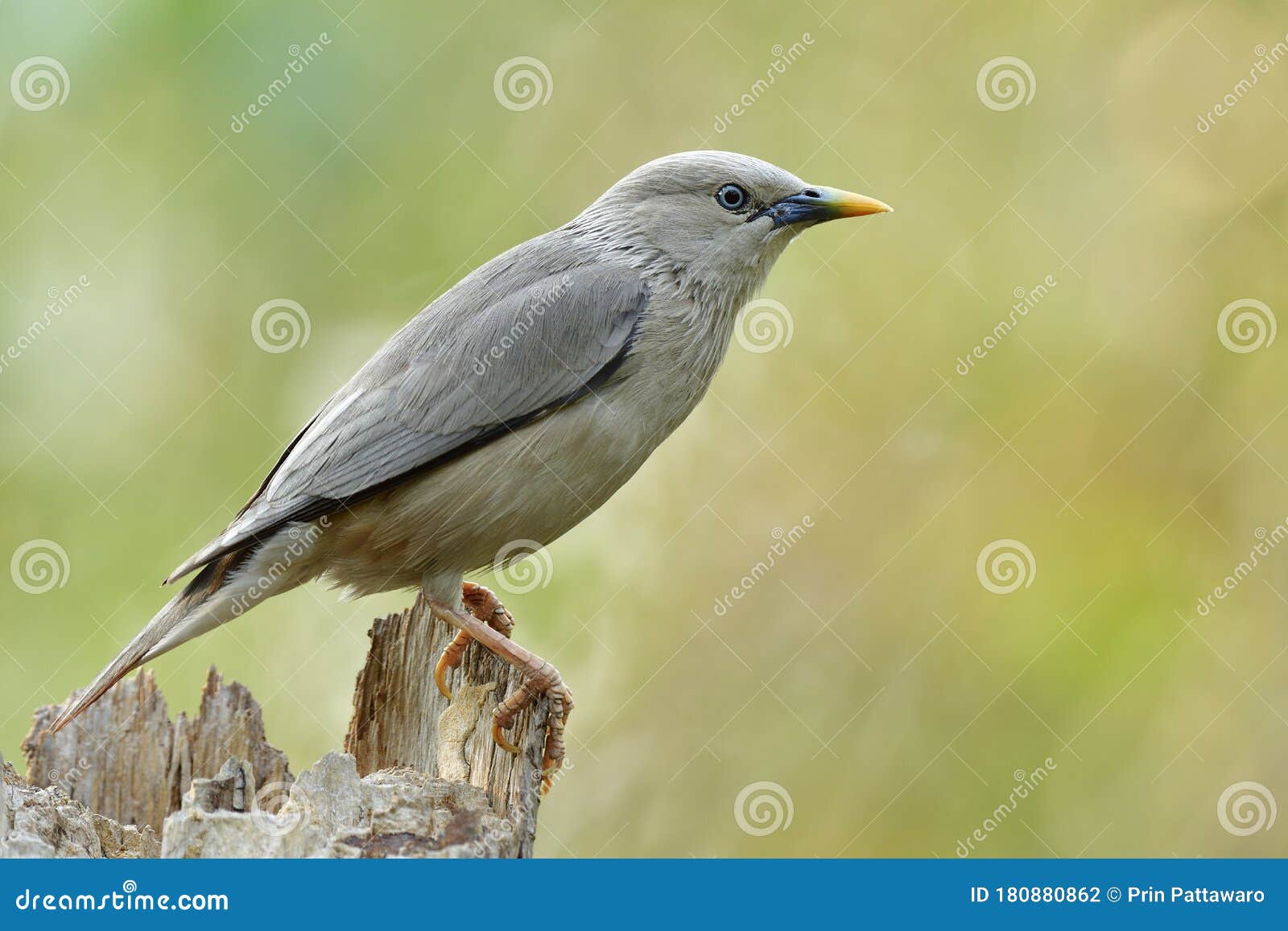 Red-flanked Bluetail, Starling and Thrushes