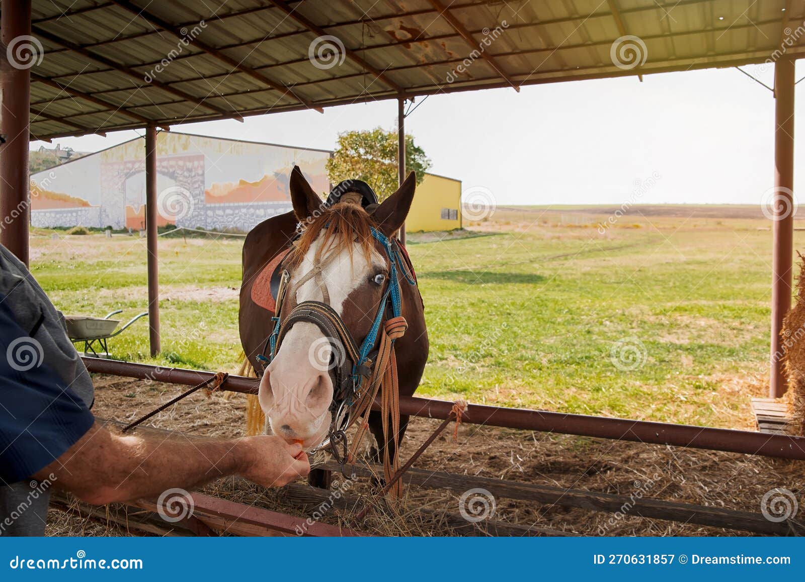 Bay Horse Standing Isolated White Background Stock Photo by ©kwadrat70  206585414