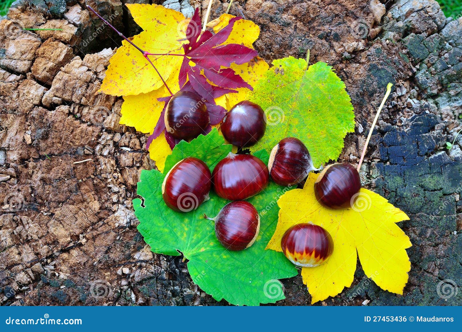Chestnuts and autumn stock photo. Image of nature, rural 27453436