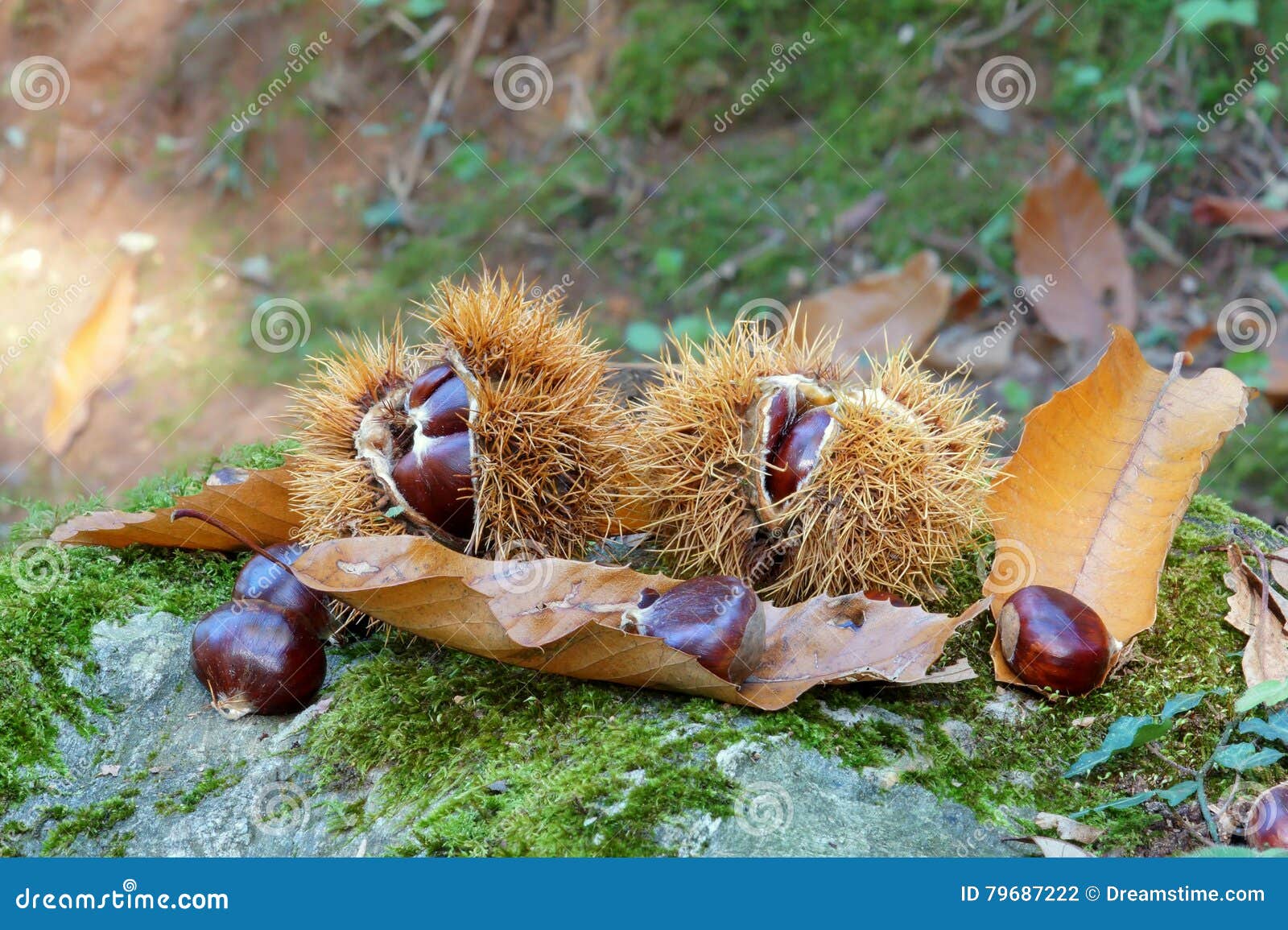 chestnuts in the forest