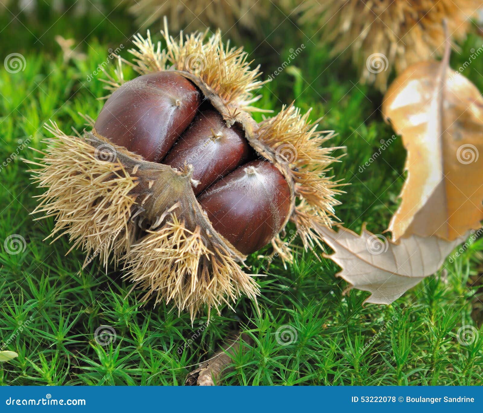 Chestnuts on th ground stock photo. Image of shell, season - 53222078