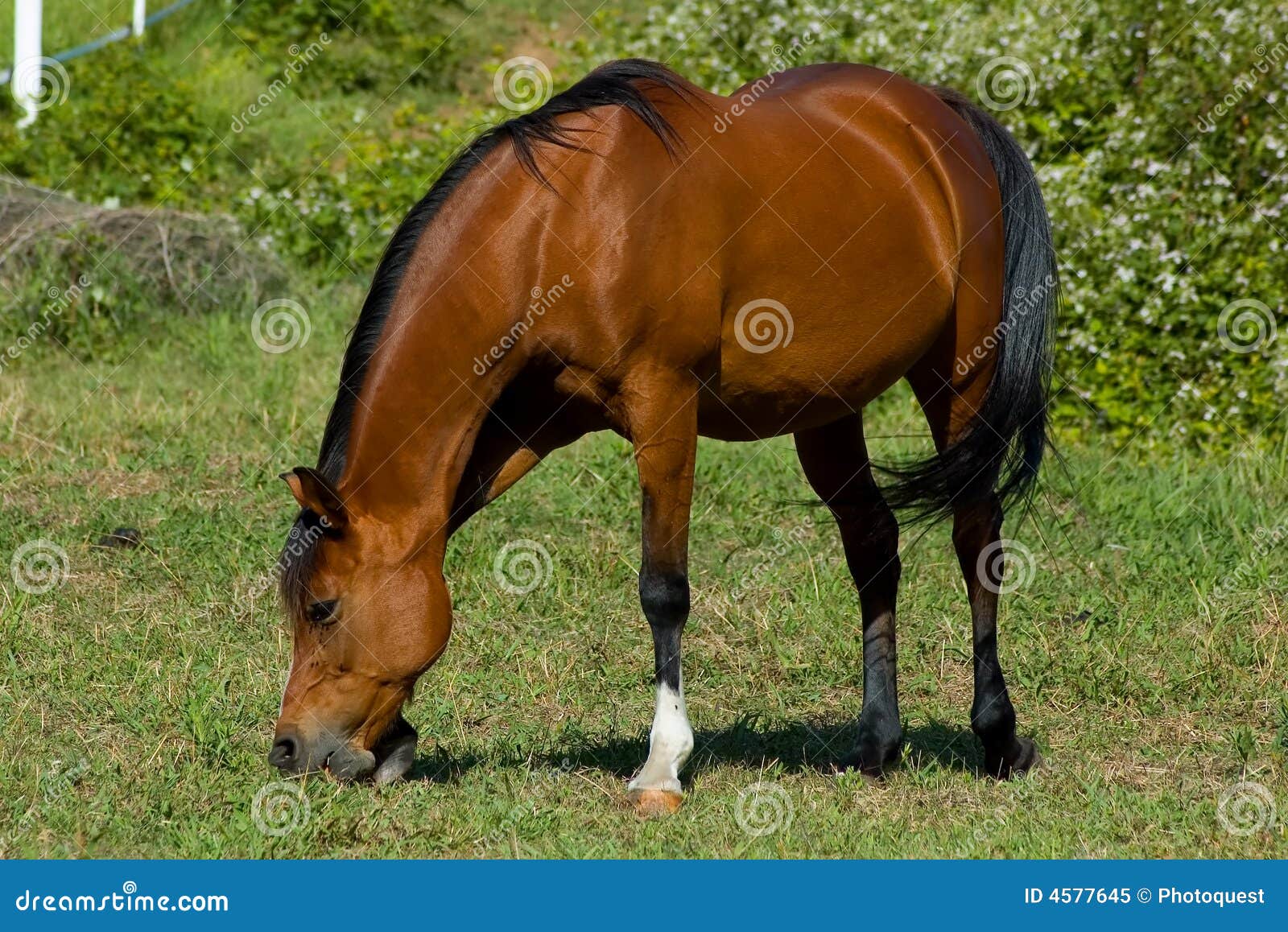 Cheval de Brown image stock. Image du race, rural, écurie 4577645