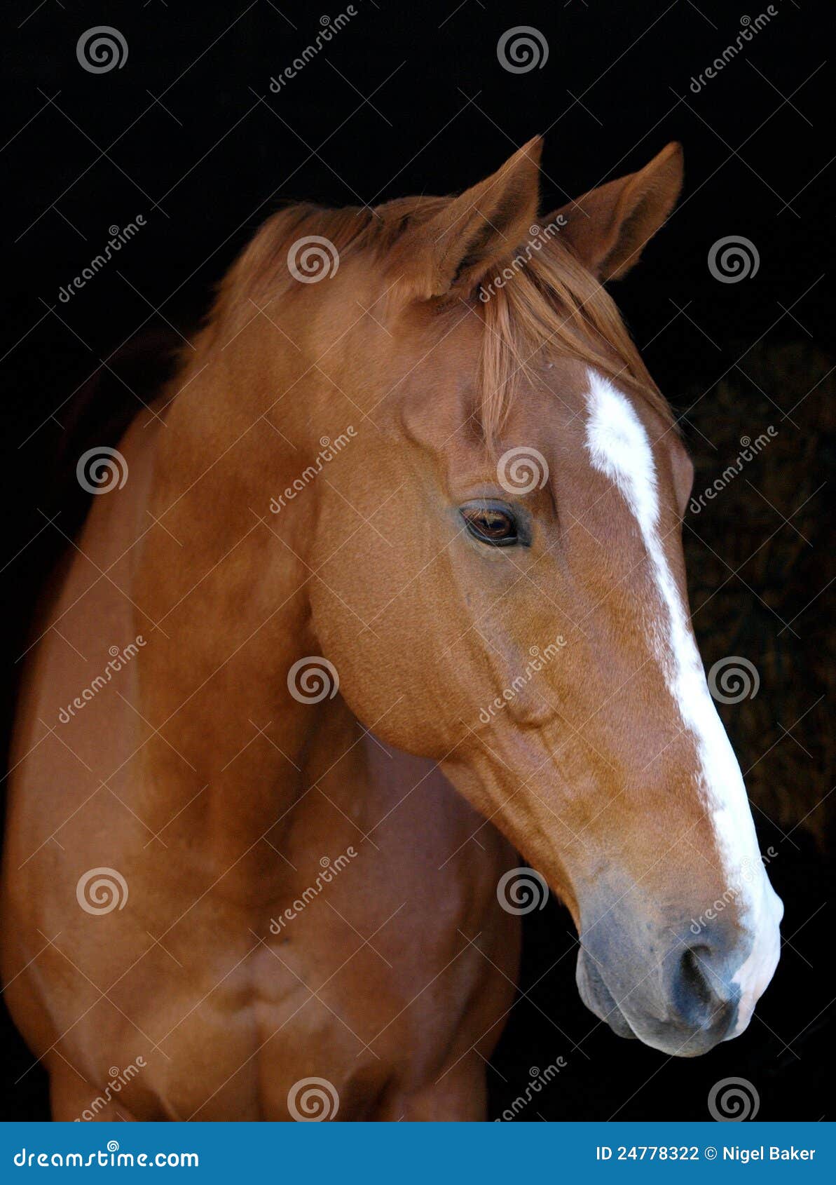 Cheval De Chataigne Sur Le Fond Noir Photo Stock Image Du Projectile Oreilles Cheval De Chataigne Sur Le Fond Noir Photo Stock Image Du Projectile Oreilles