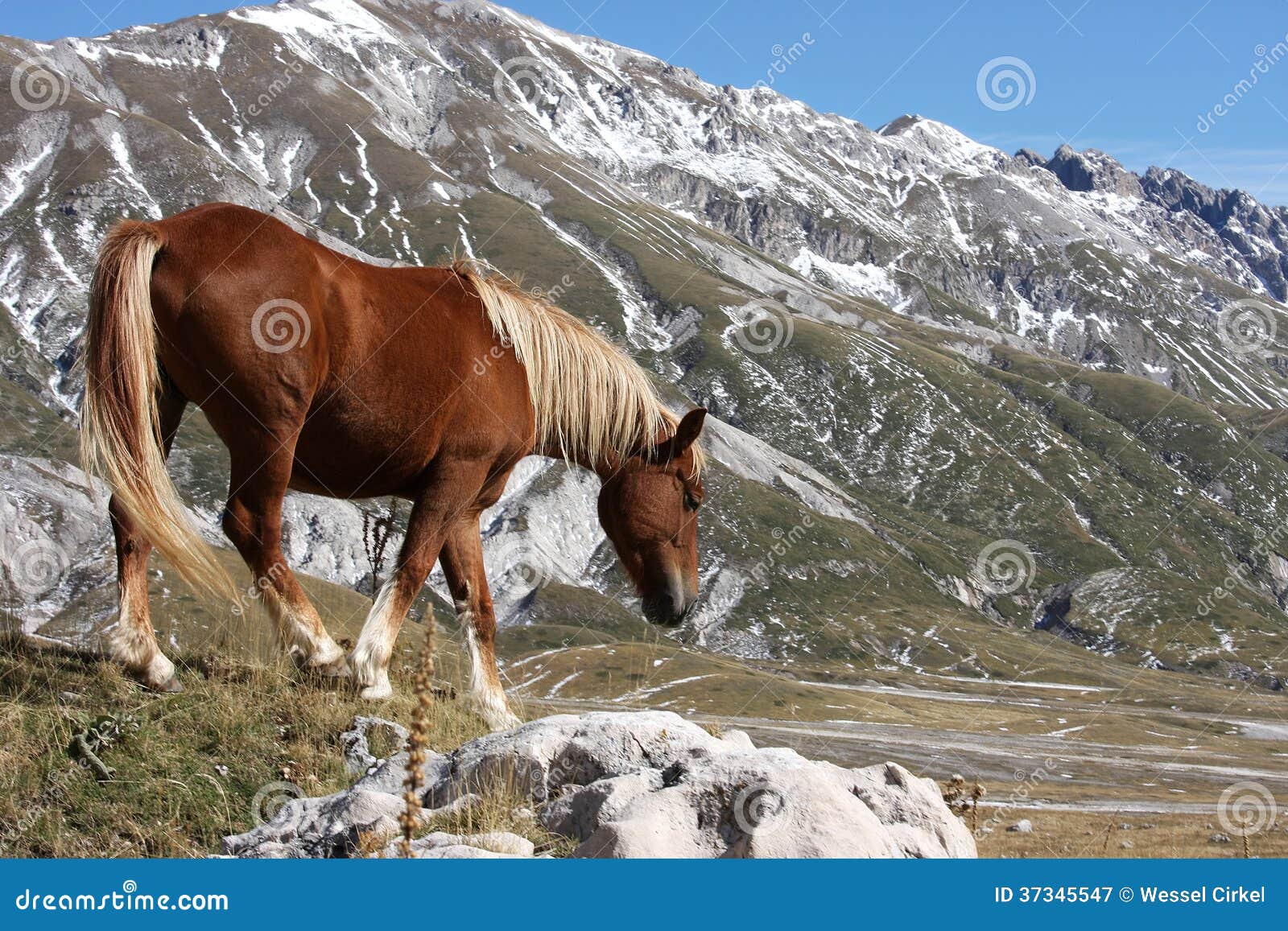 Cheval En Nature Gratuite Abruzzo Italie Image Stock Image Du Affermage Faune