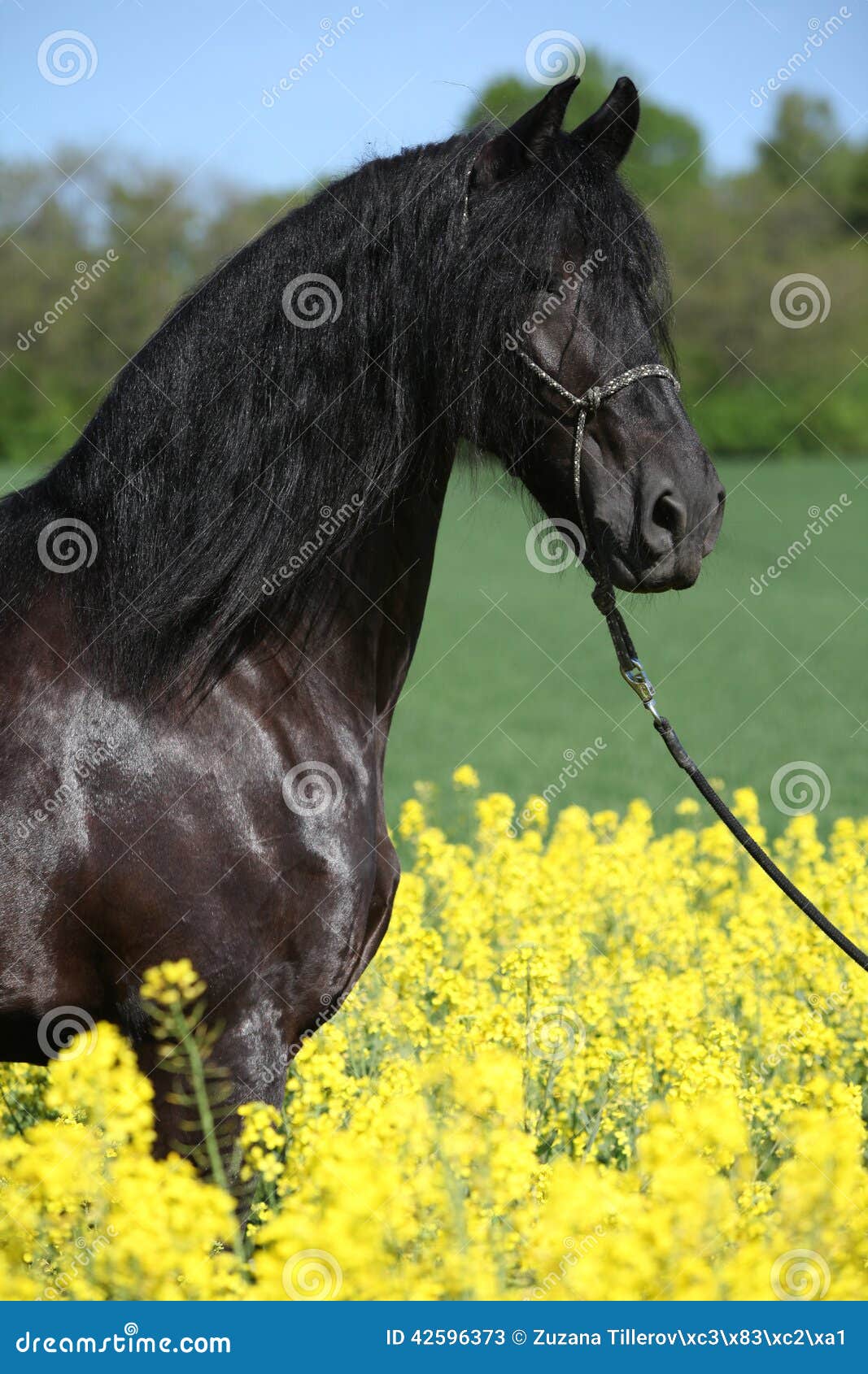 Frison Image De Chevaux Magnifique Get Images Two Frison Image De Chevaux Magnifique Get Images Two