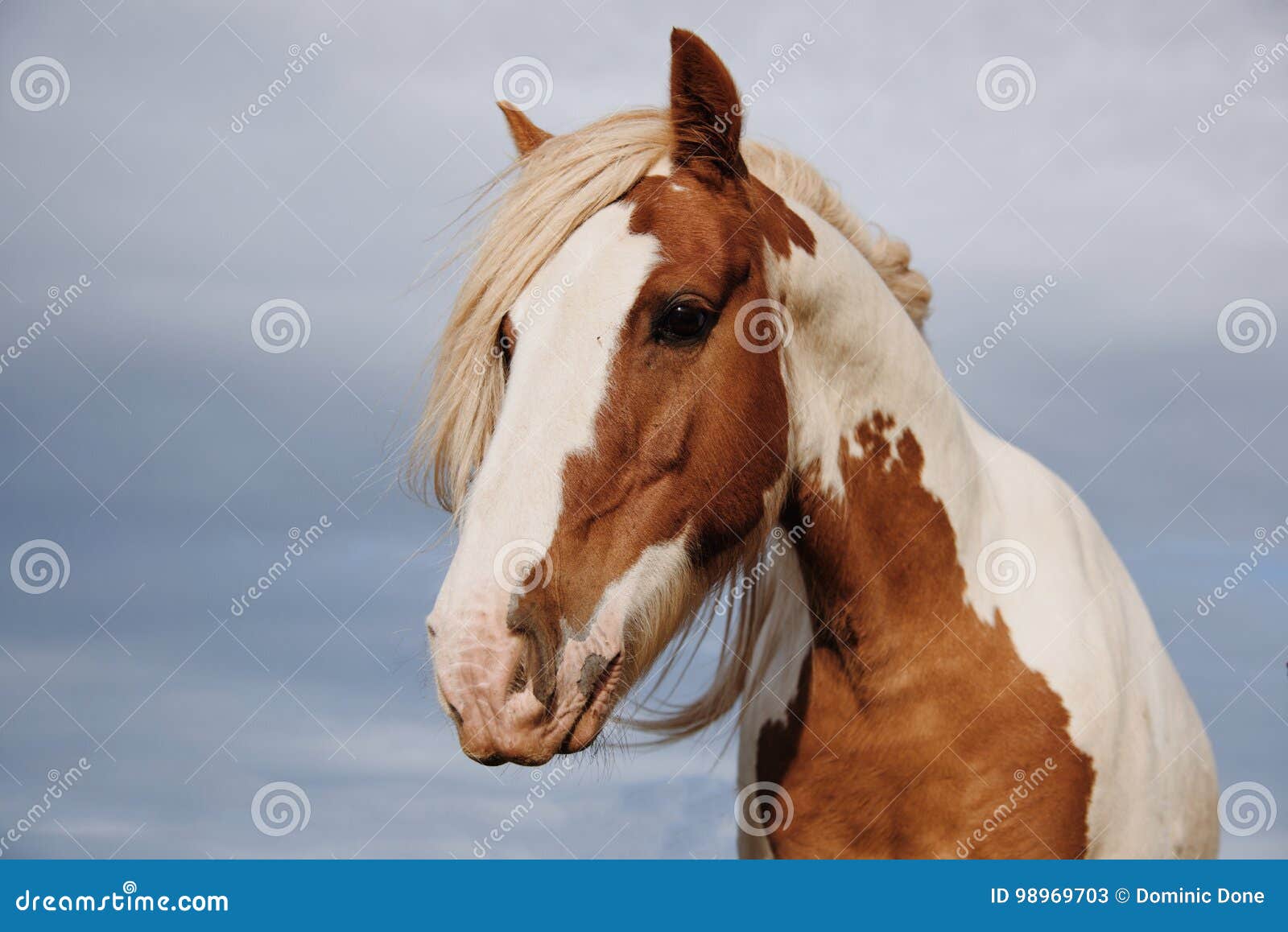 Cheval Magnifique Image Stock Image Du Ecosse Incroyablement Cheval Magnifique Image Stock Image Du Ecosse Incroyablement