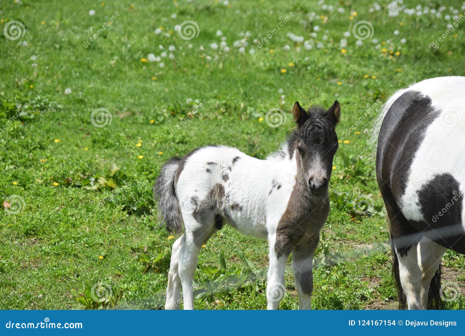 Cheval Miniature Nouveau Ne Noir Et Blanc Absolument Adorable Photo Stock Image Du Colt Noir Cheval Miniature Nouveau Ne Noir Et Blanc Absolument Adorable Photo Stock Image Du Colt Noir