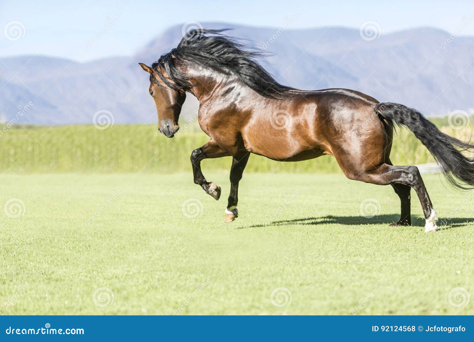 Cheval Sauvage De Pur Sang Photo Stock Image Du Ferme