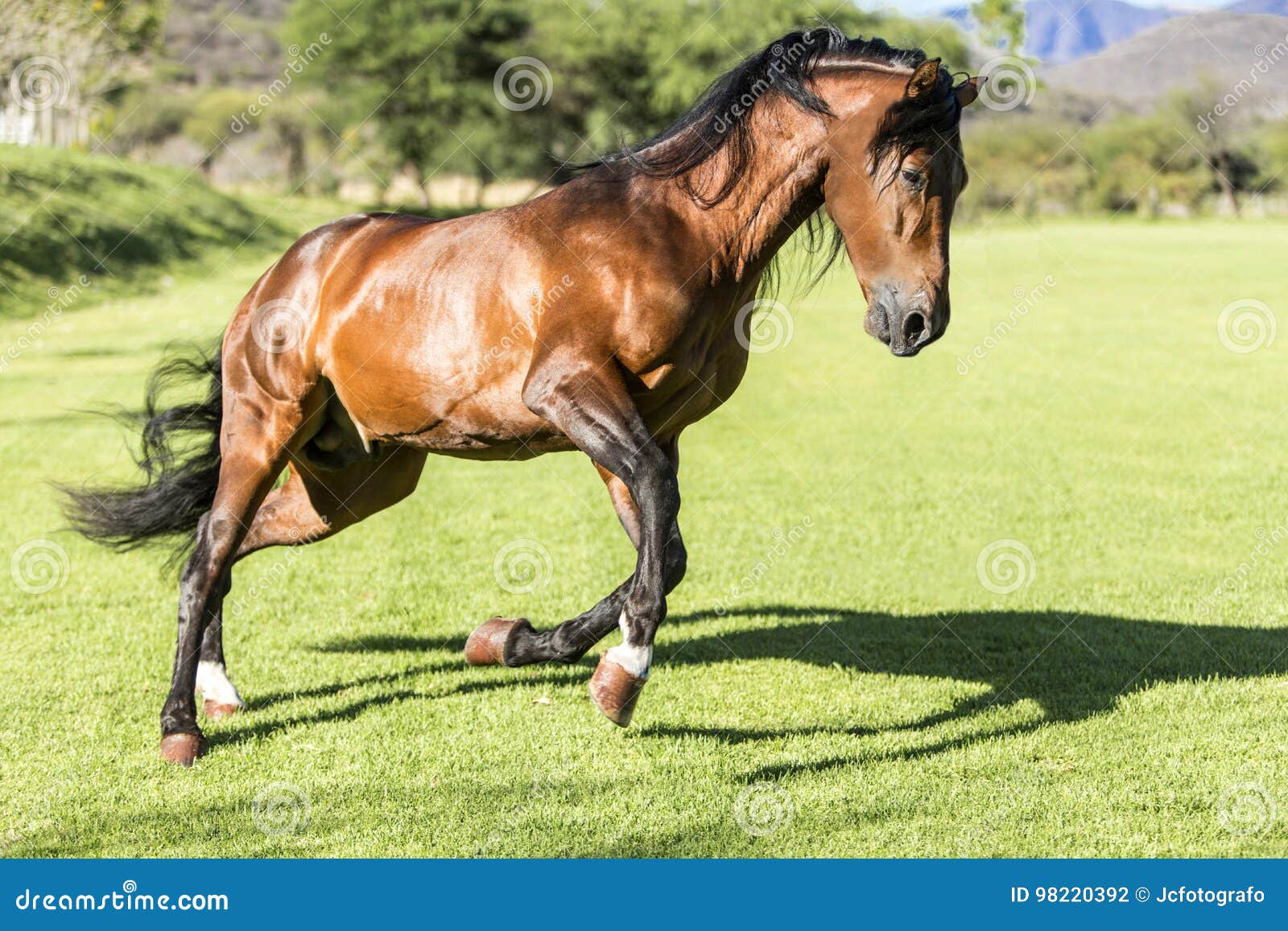 Cheval Sauvage De Pur Sang Photo Stock Image Du Galop 9392