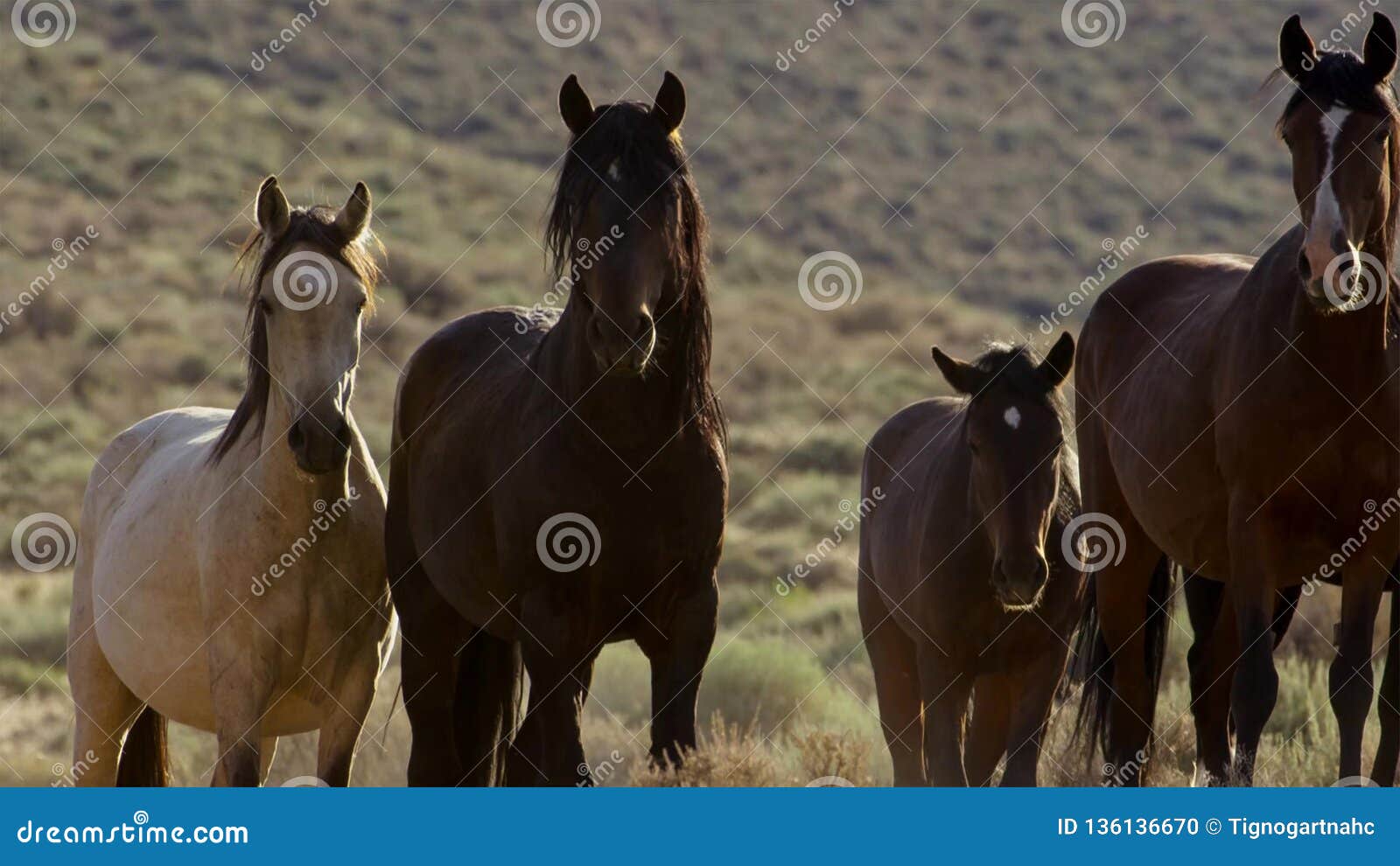 Chevaux Sauvages Du Nevada Troupeau De Chevaux Sauvages De Mustang Dans Les Hautes Montagnes De Desert Du Nevada Photo Stock Image Du Sauvages Chevaux