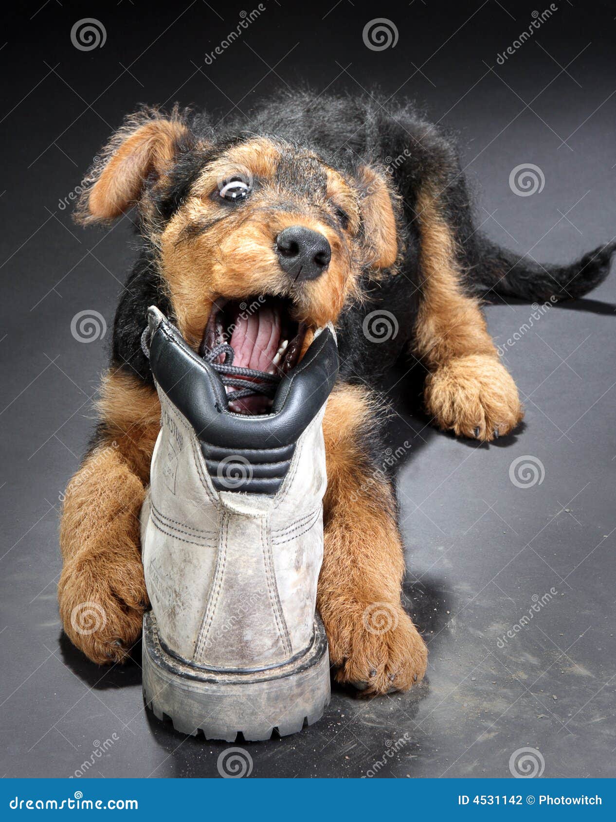 Chewing on a boot stock photo. Image of biting, airedale 4531142