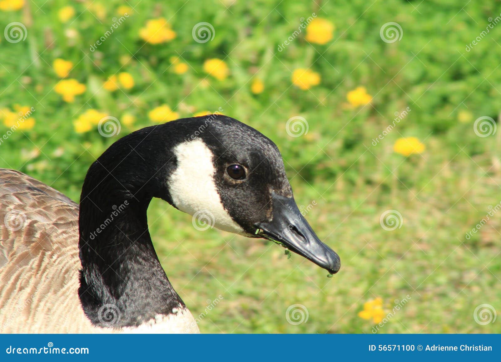 Chewing Goose stock photo. Image of field, park, meadow 56571100