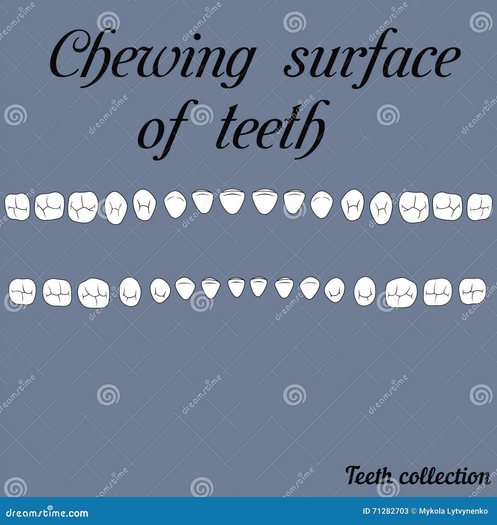 chewing surface of teeth