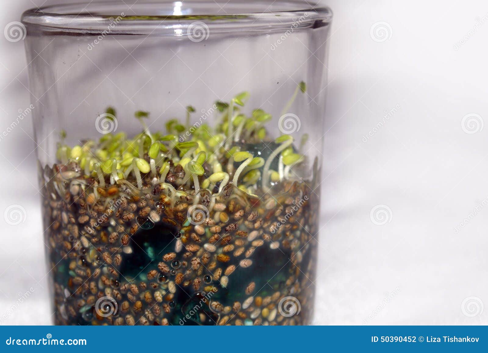 Chia Seeds Sprouting in a Glass Stock Photo Image of brown, seeds