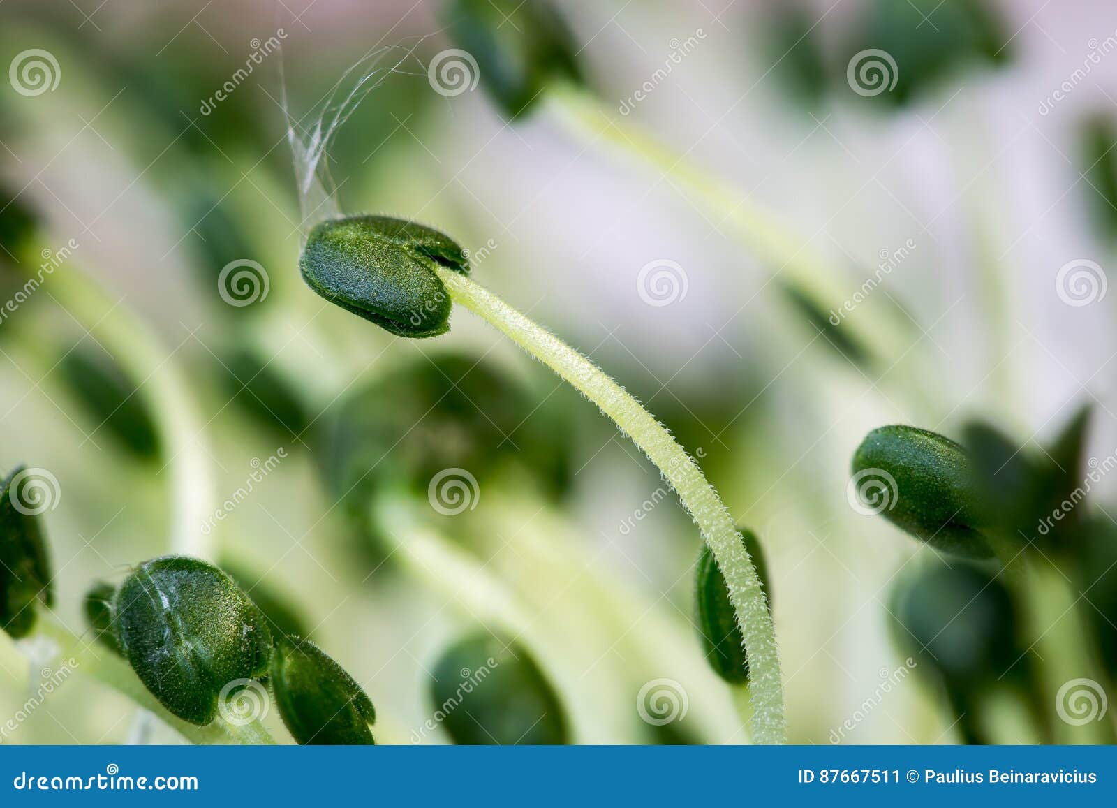 Chia seeds sprouts stock image. Image of cooking, chia 87667511