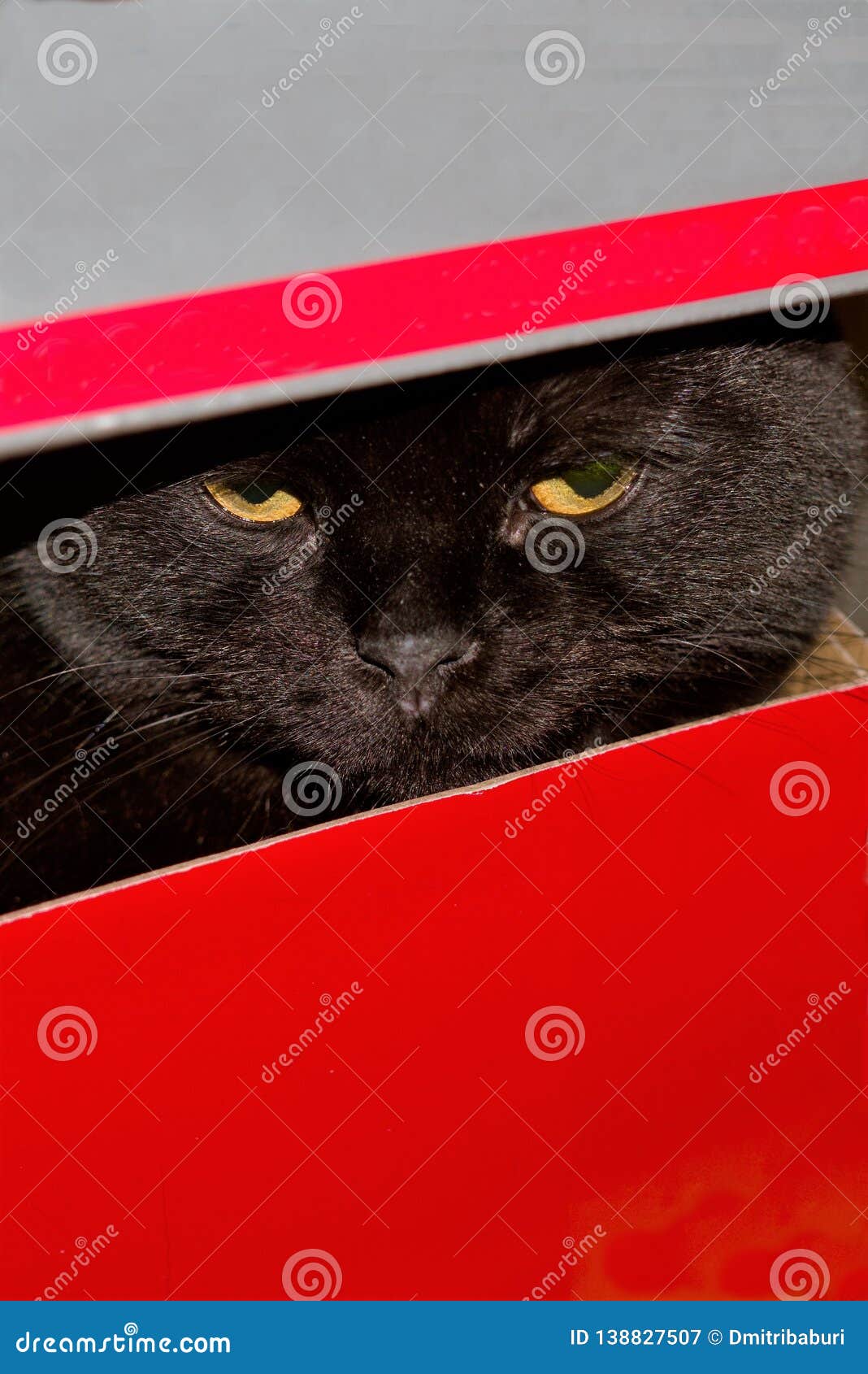 Chic Black British Cat In A Red Shoe Box. Stock Image Image of