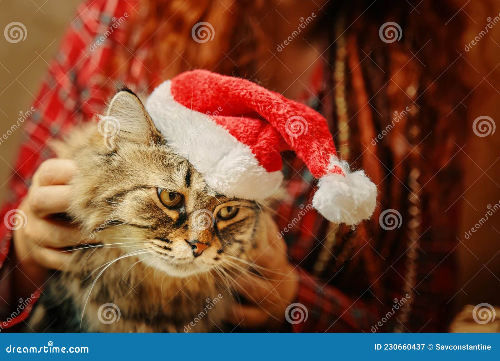 Chica De Pijama De Yegua Sostiene Un Gato Esponjoso En Sombrero Santa Claus. Imagen de archivo - Imagen de animal: 230660437