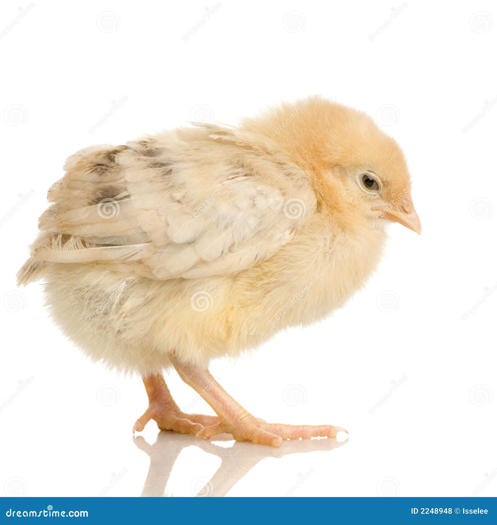 Chick stock photo. Image of poultry, vertebrate, birth 2248948