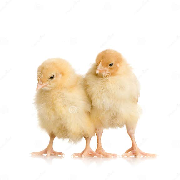 Chick stock image. Image of chick, downy, farming, easter 2249509